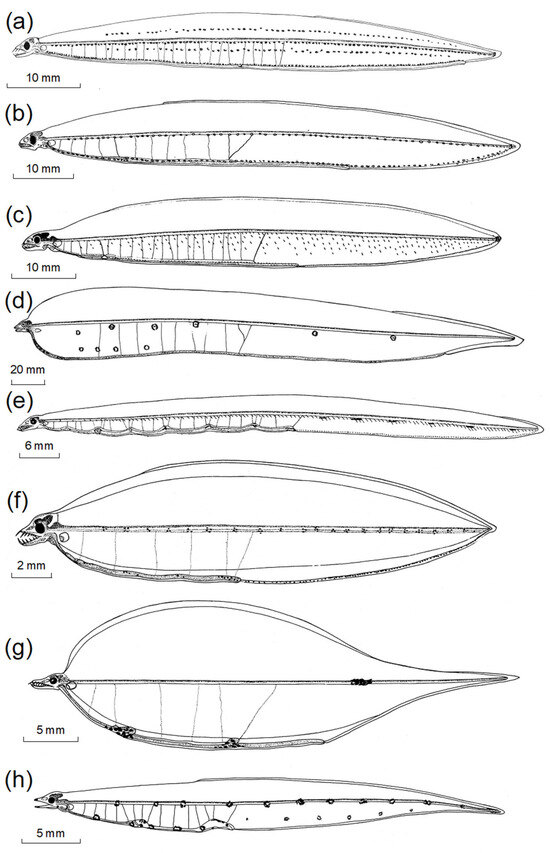 Fishes 08 00548 g004