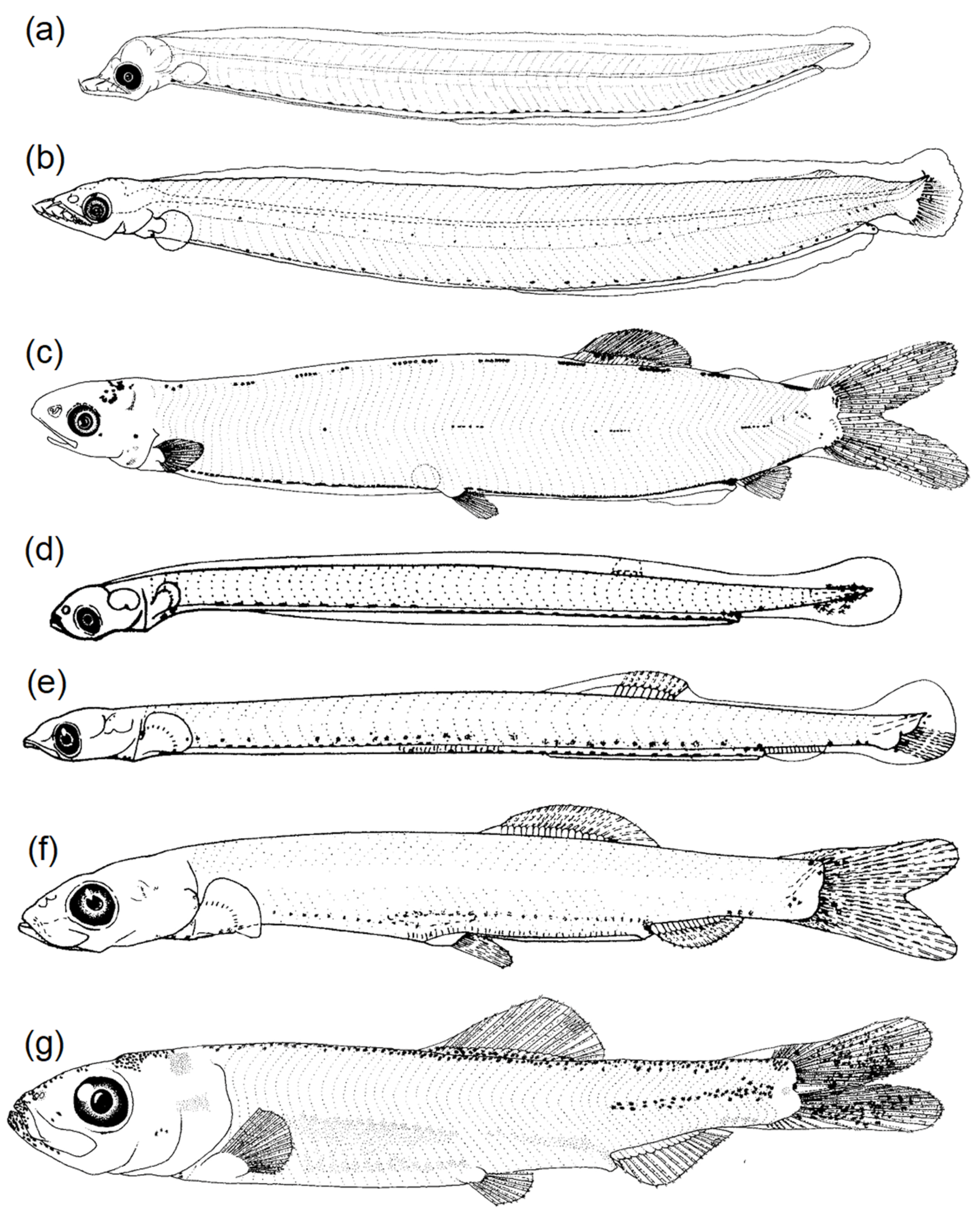 Fishes 08 00548 g006 Fishes 08 00548 g006