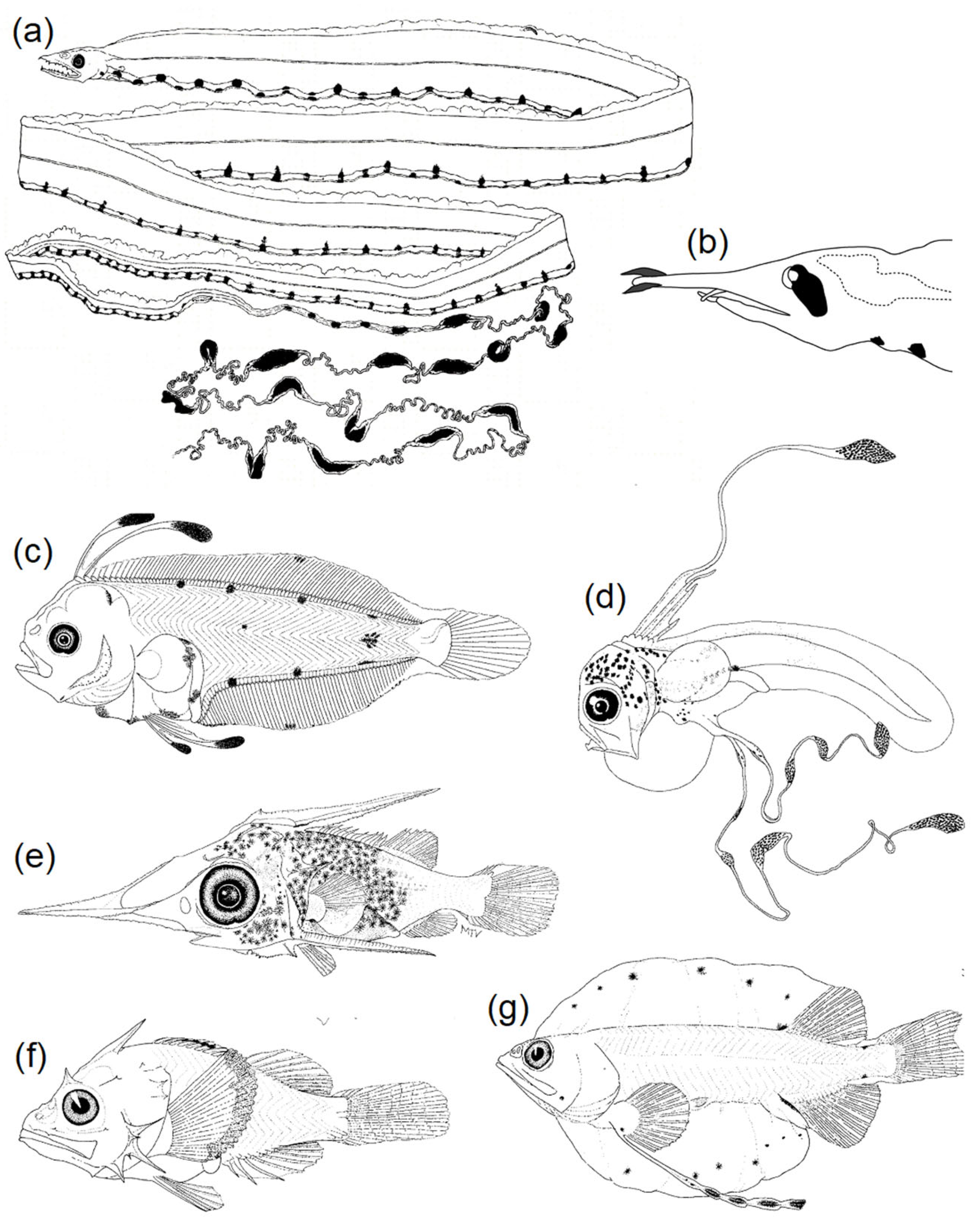 Fishes 08 00548 g007 Fishes 08 00548 g007