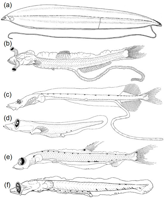 Fishes 08 00548 g008