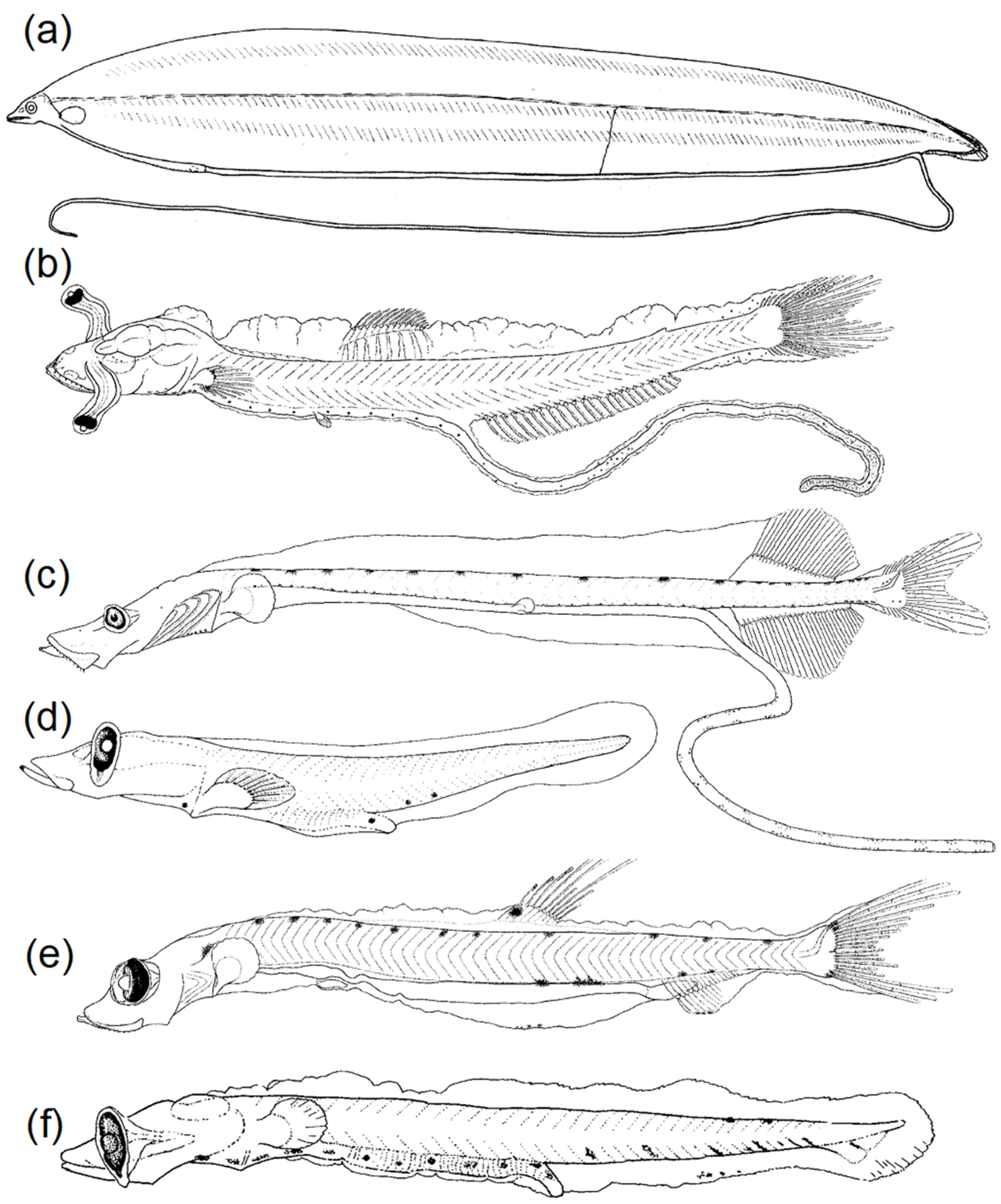 Fishes 08 00548 g008 Fishes 08 00548 g008