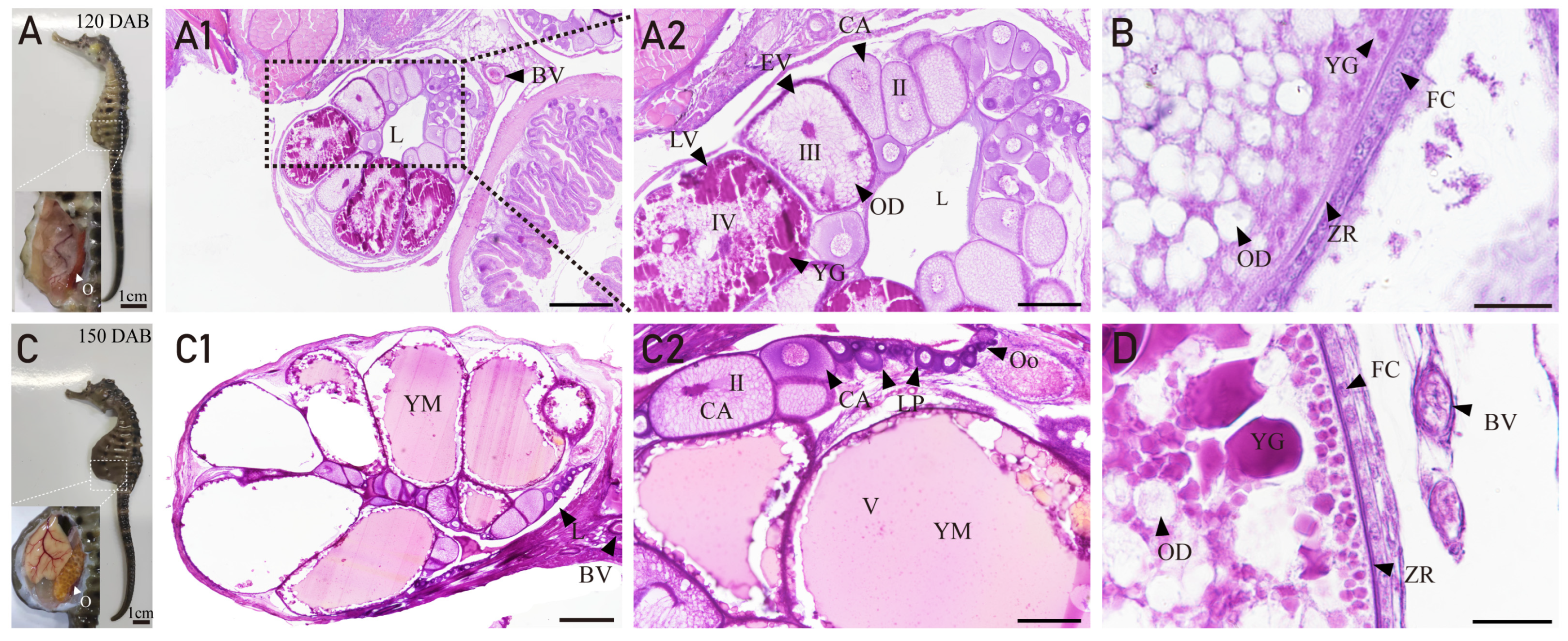 Fishes 08 00551 g004