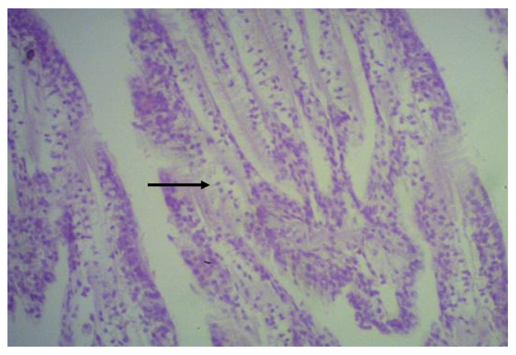 Fishes 08 00586 g010