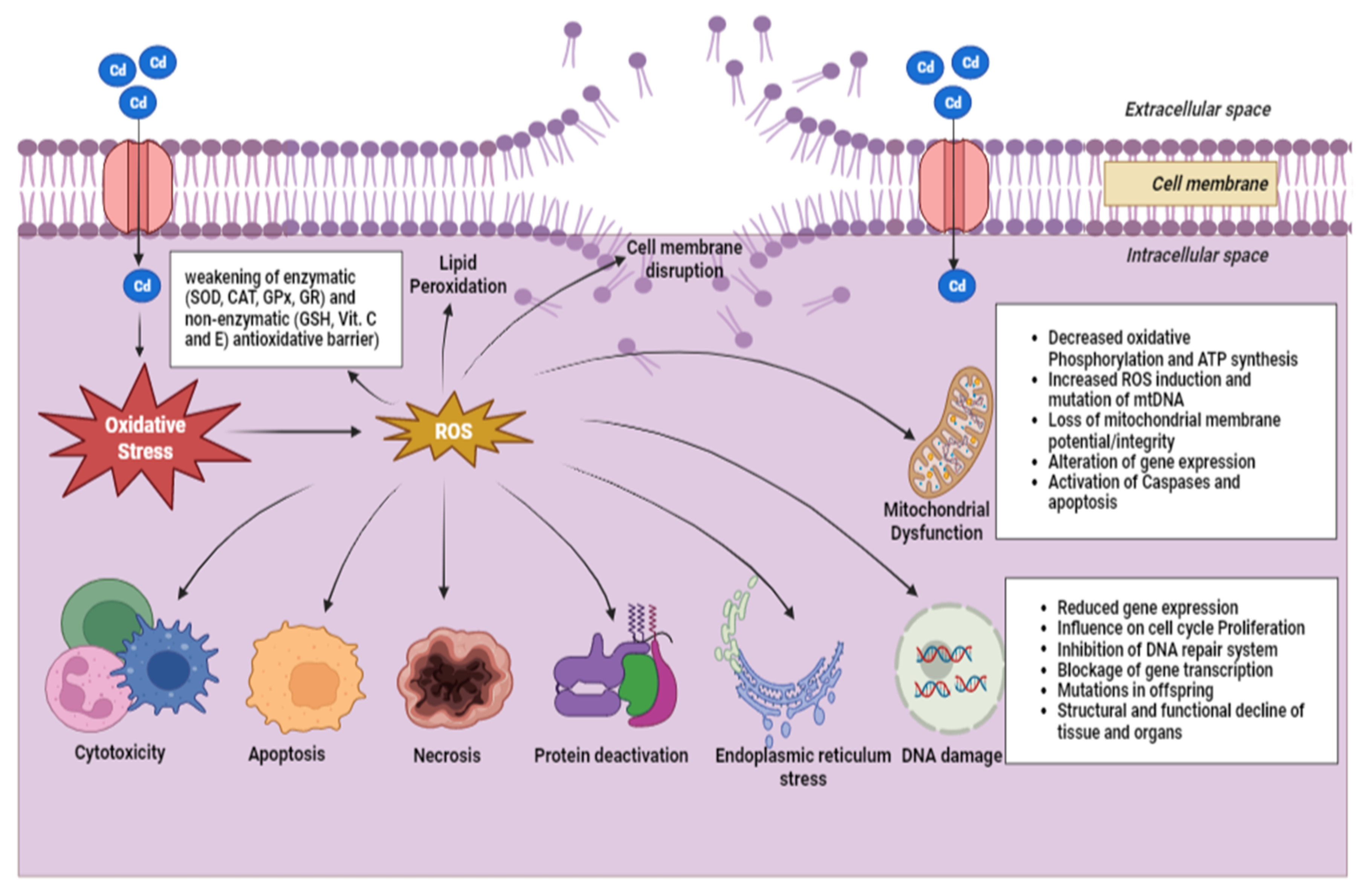 Fishes 08 00589 g004