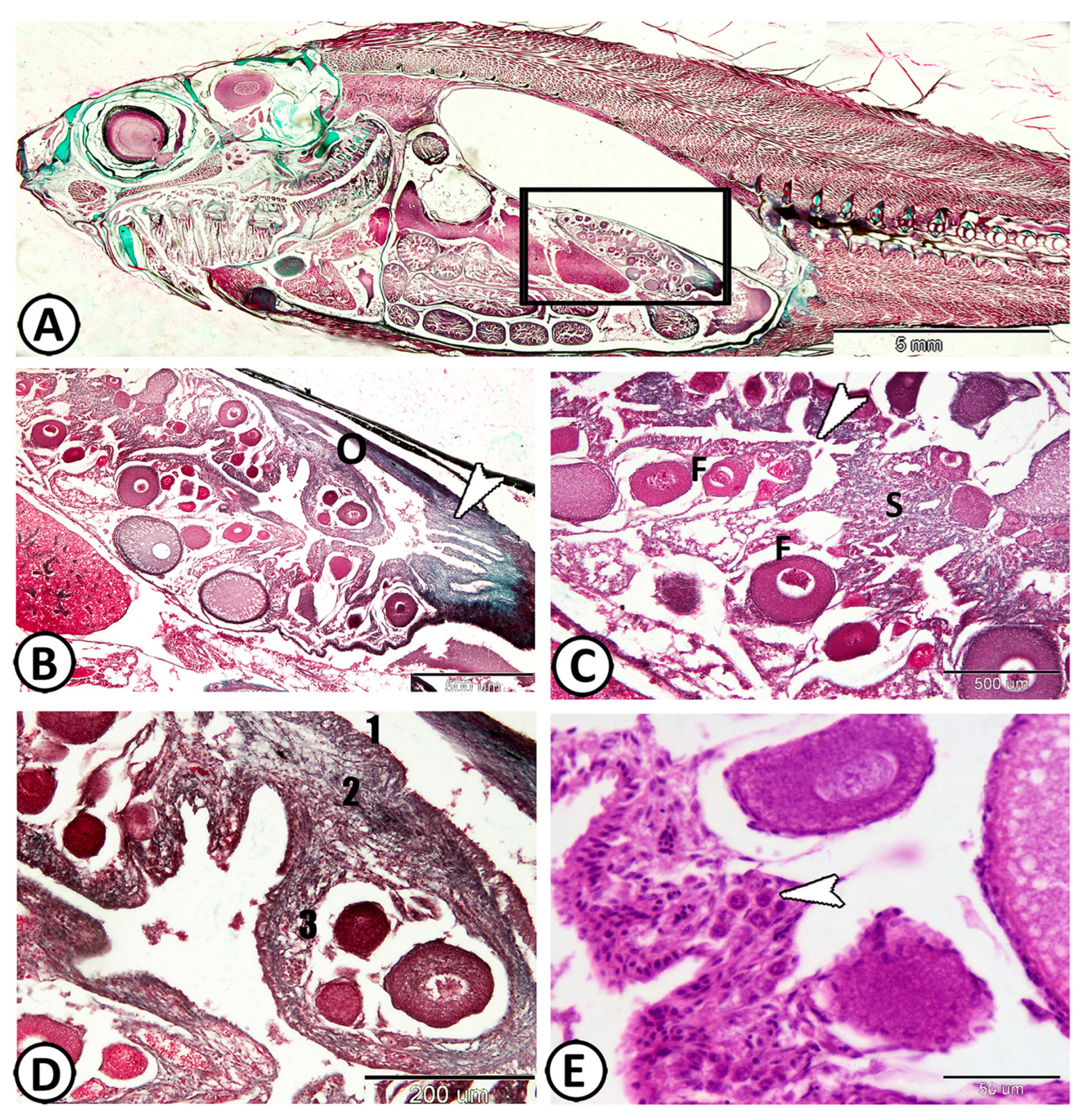 Fishes 09 00010 g001