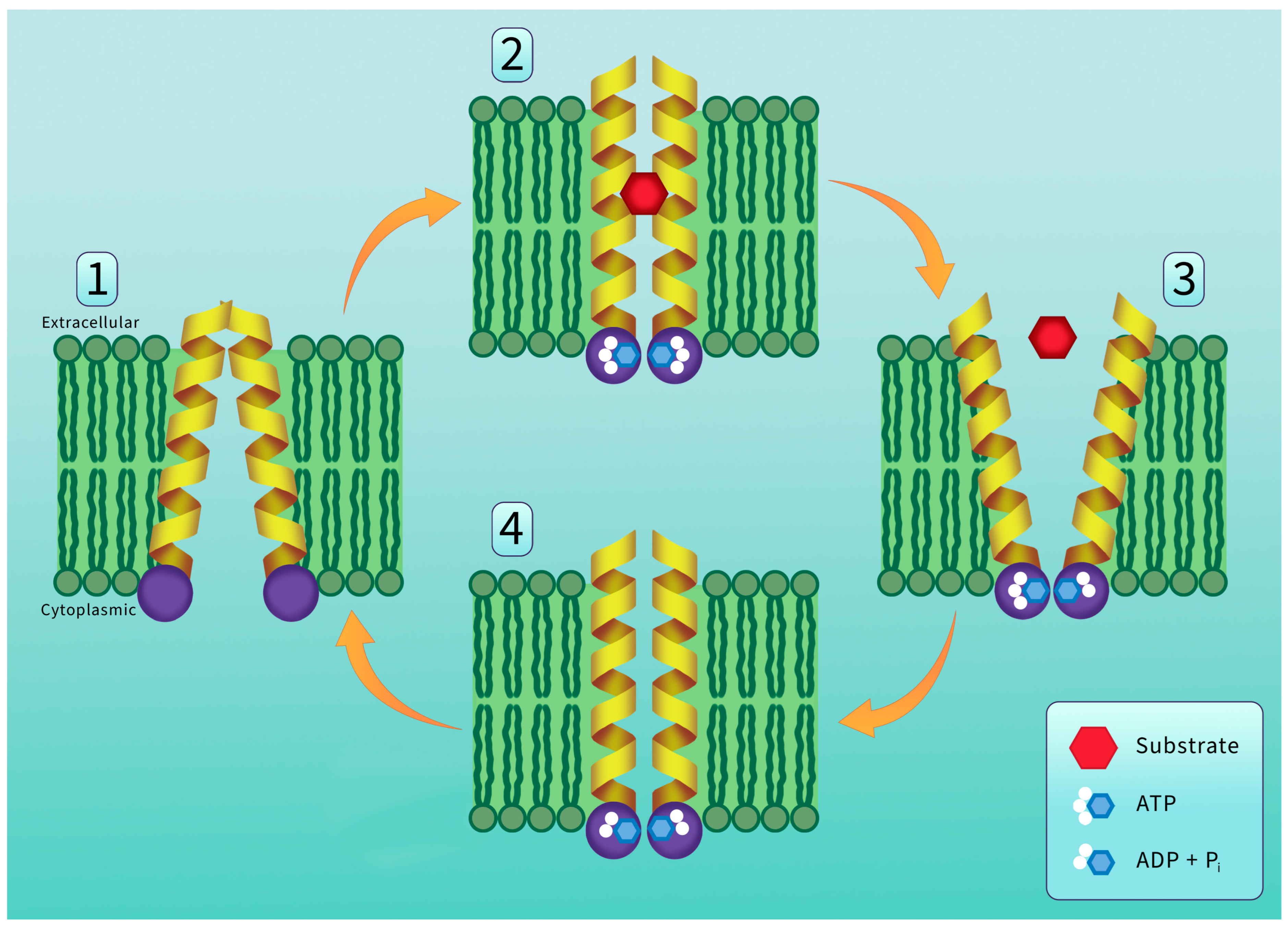 Fishes 09 00051 g003 Fishes 09 00051 g003
