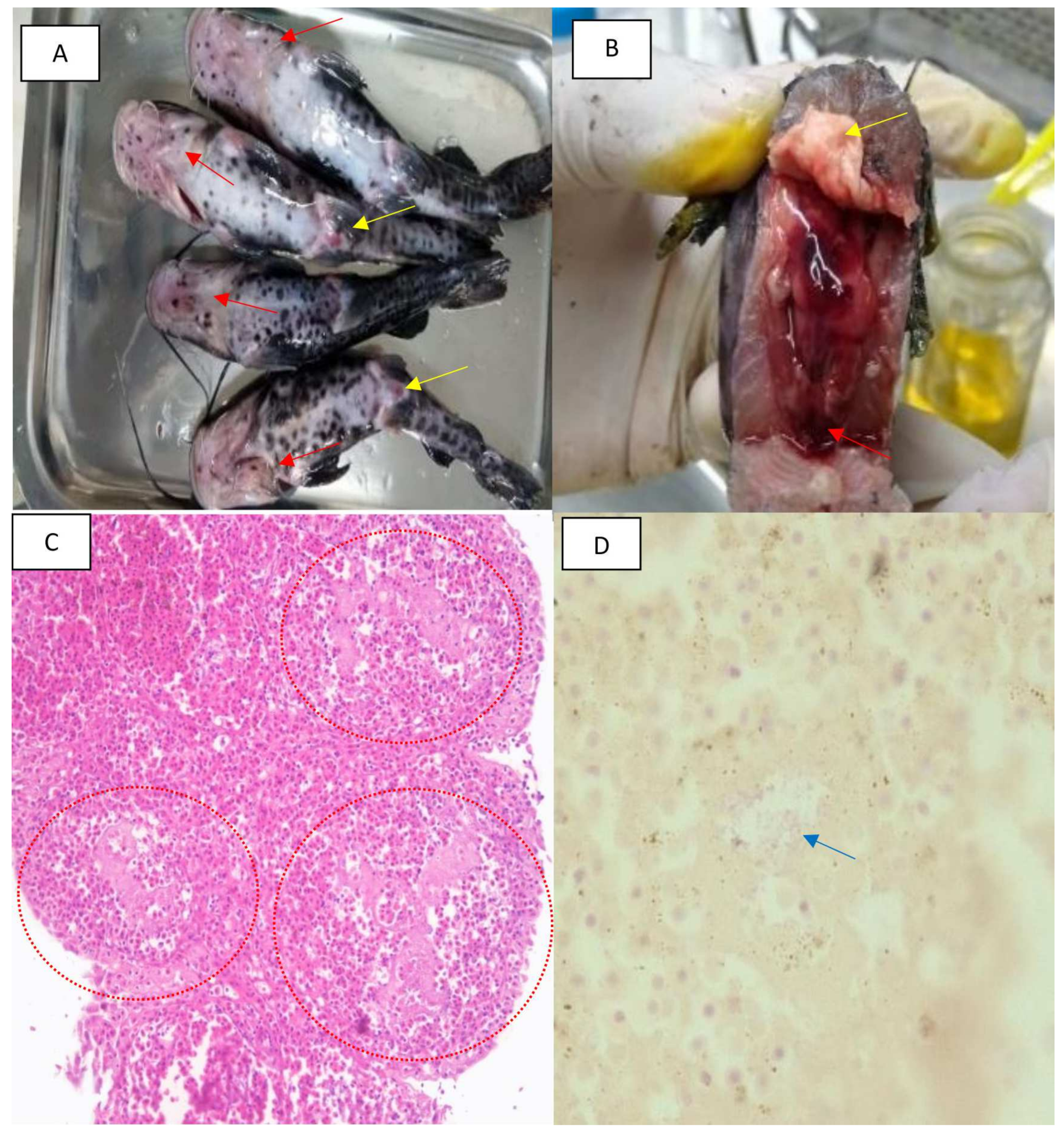 Fishes 09 00054 g003