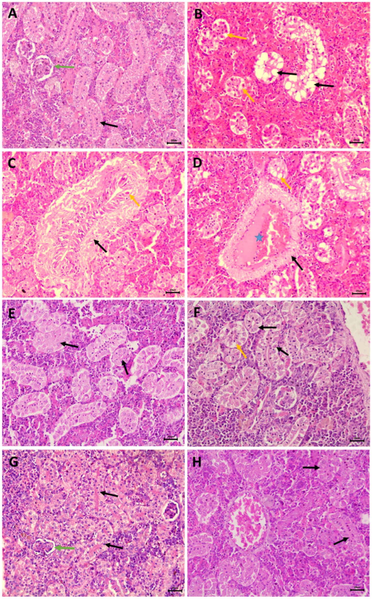 Fishes 09 00076 g006