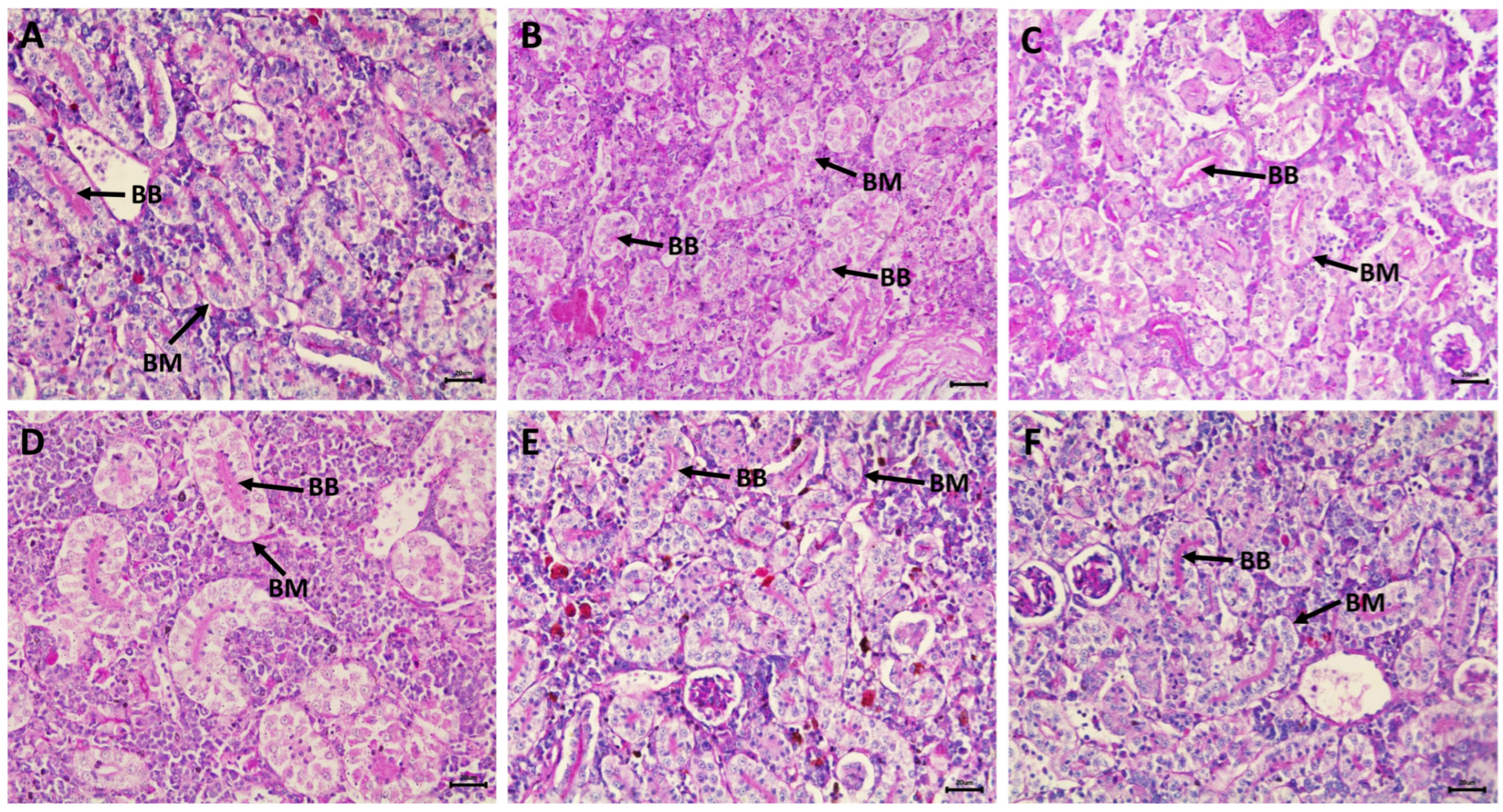 Fishes 09 00076 g007