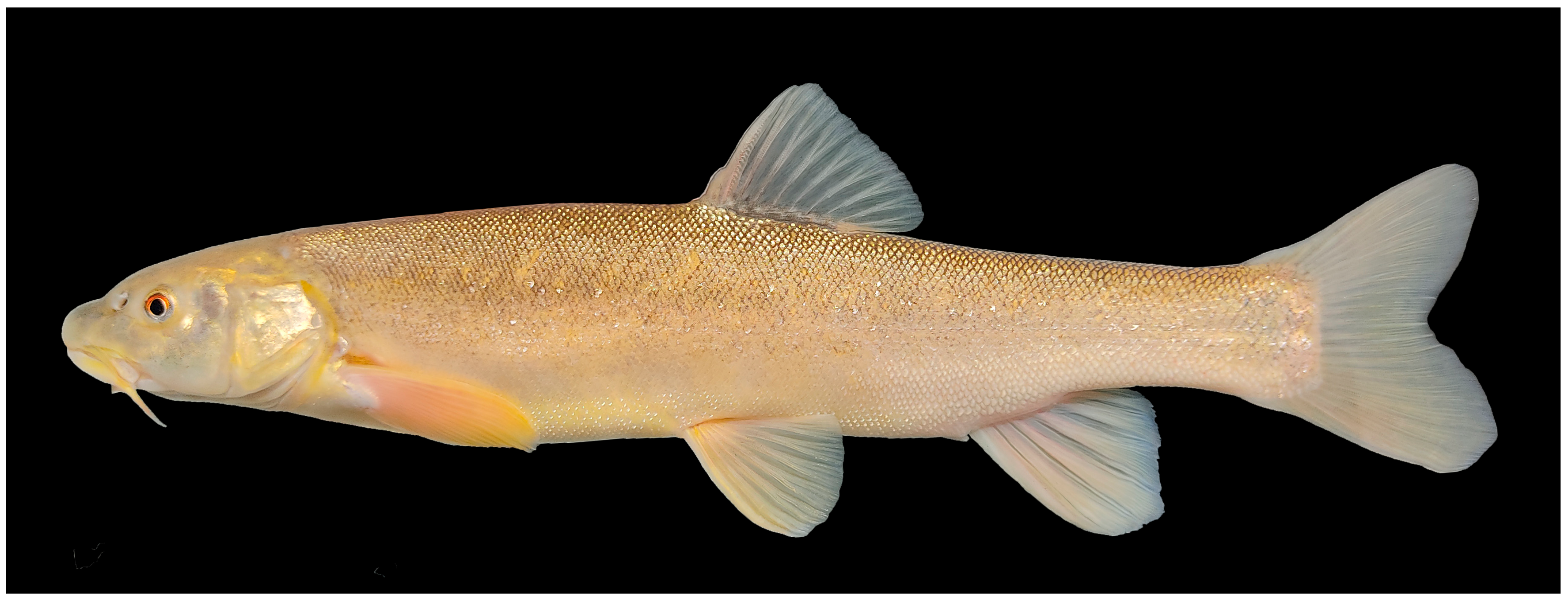 Fishes 09 00094 g001