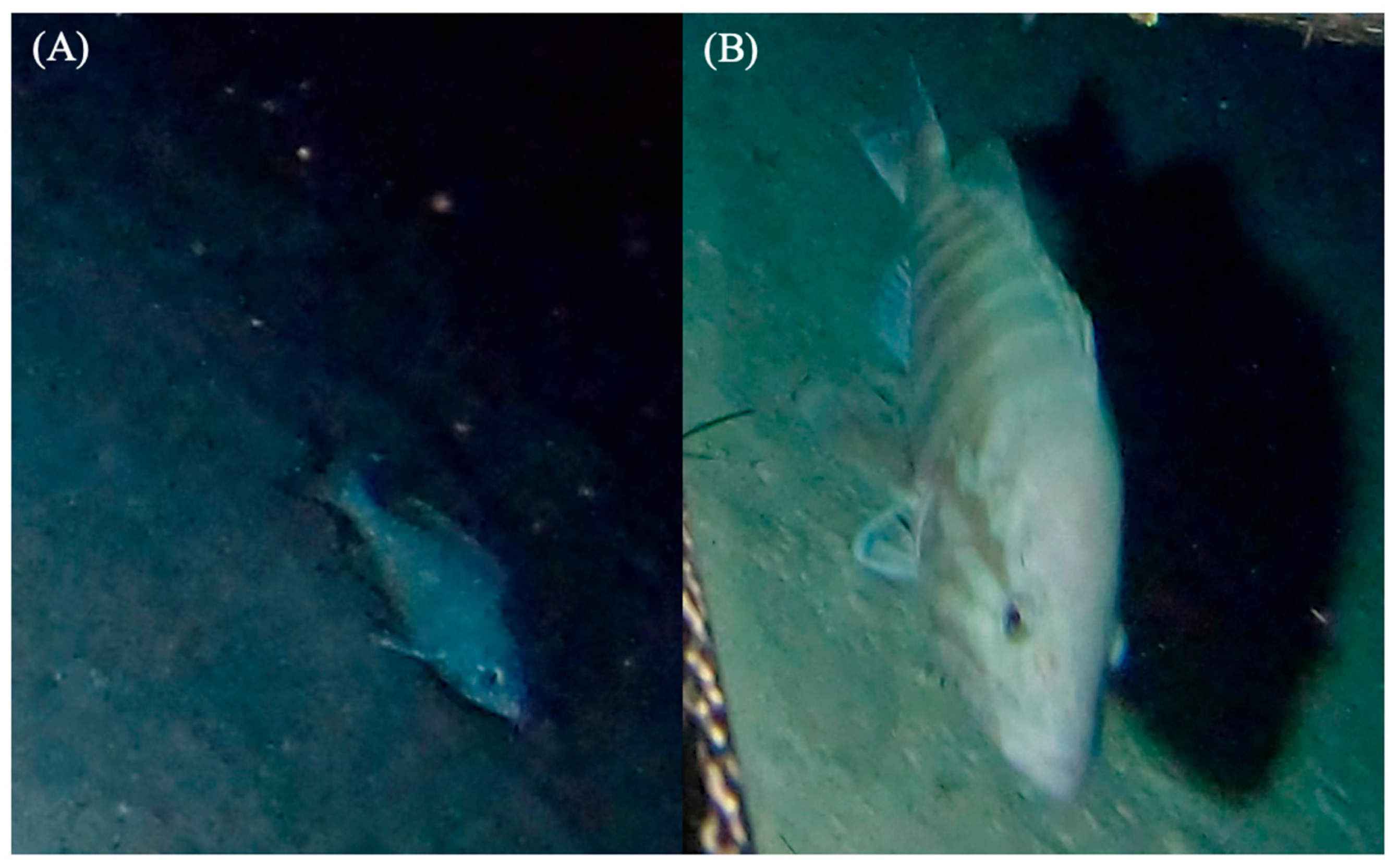 Fishes 09 00114 g003