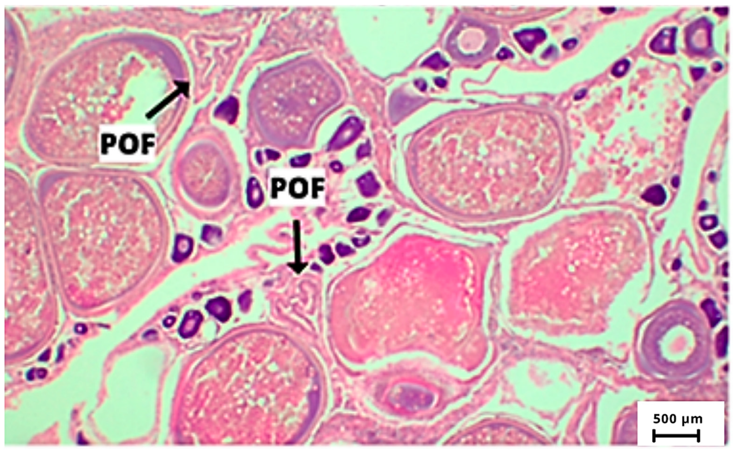 Fishes 09 00136 g003 Fishes 09 00136 g003