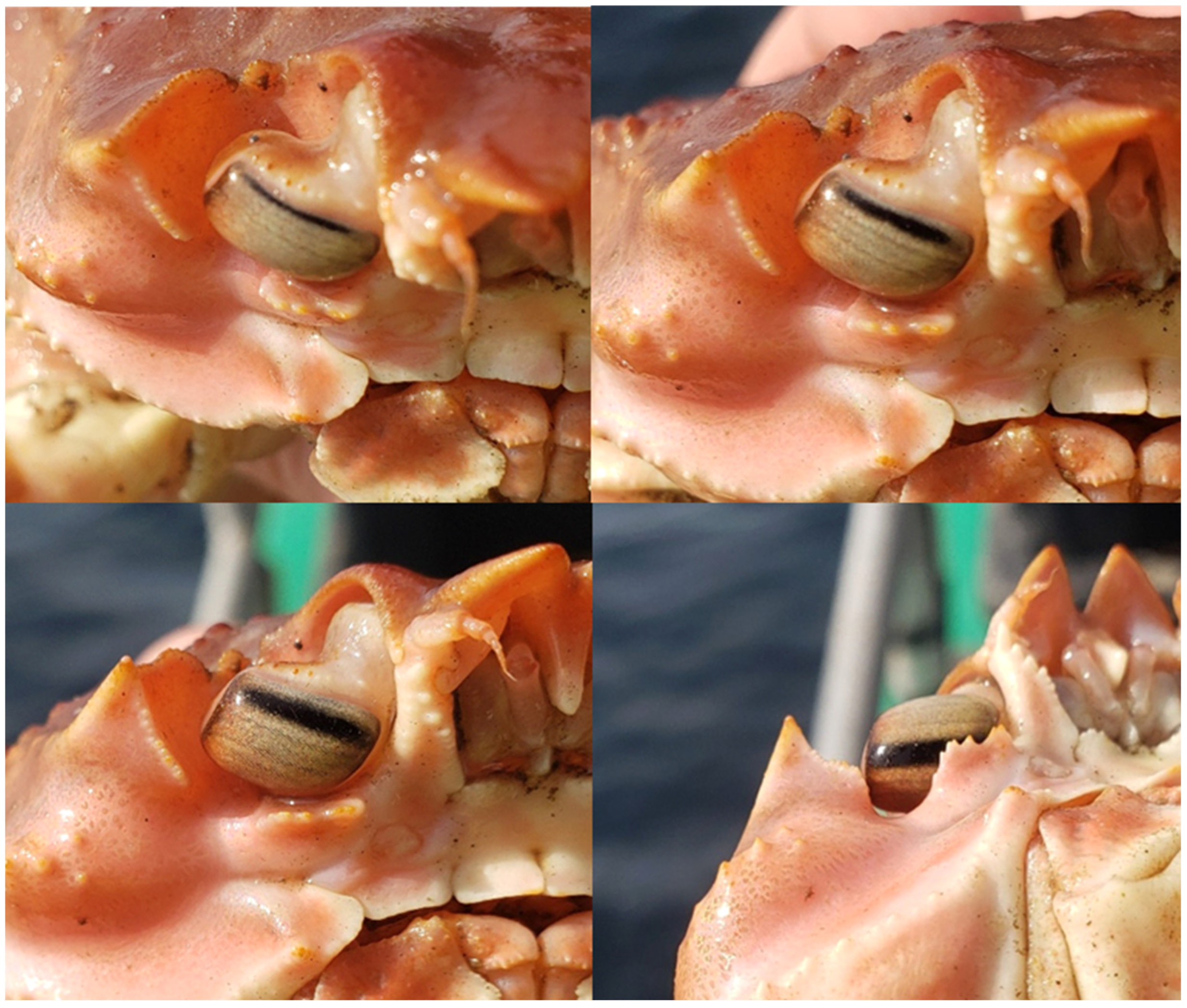 Fishes 09 00185 g009