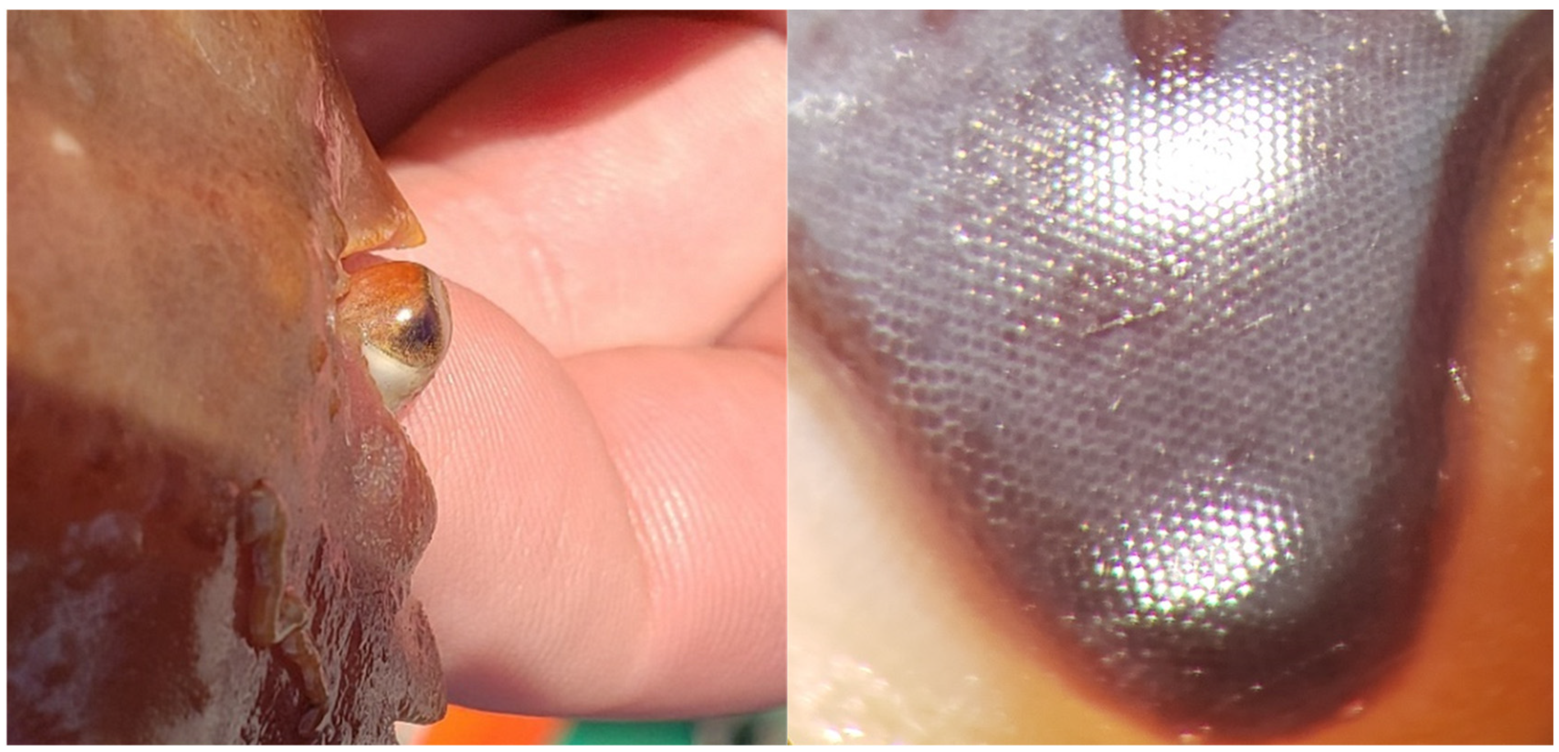 Fishes 09 00185 g010