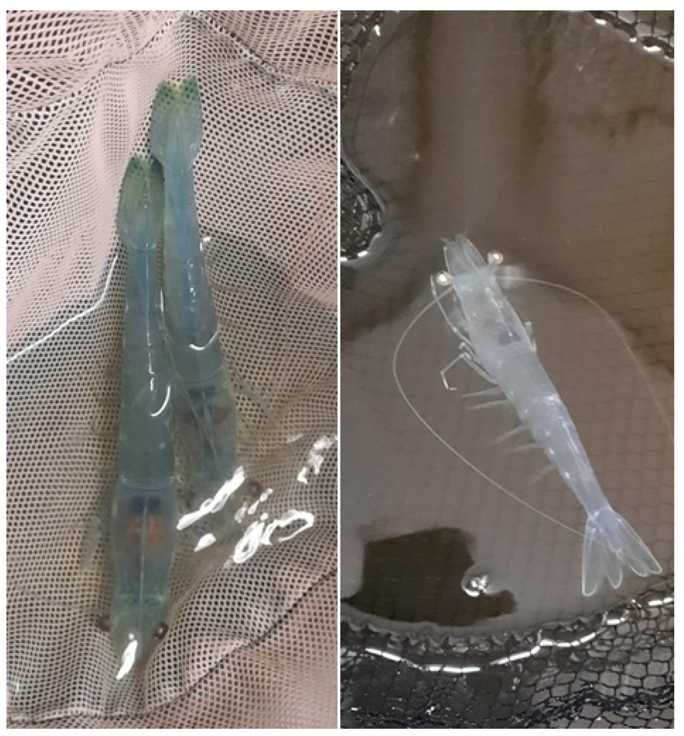 Fishes 09 00208 g005