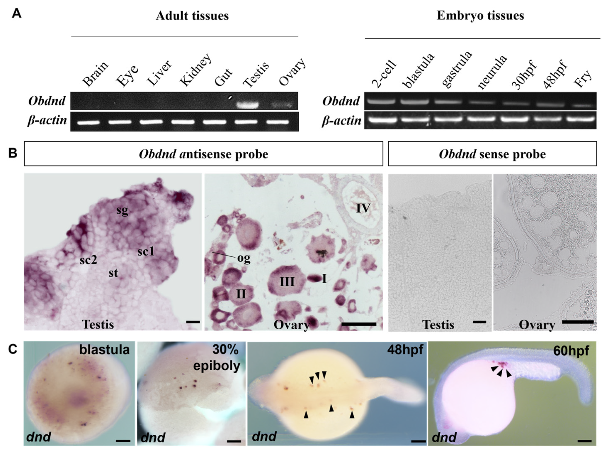Fishes 09 00214 g003