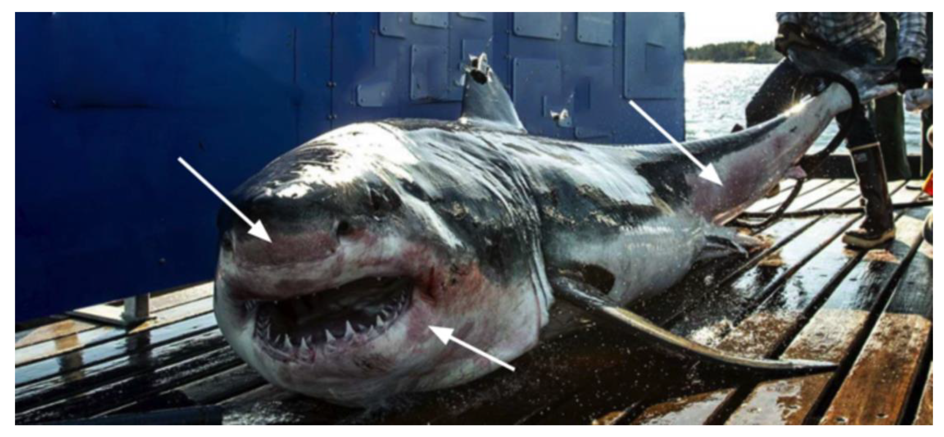 Fishes 09 00231 g004