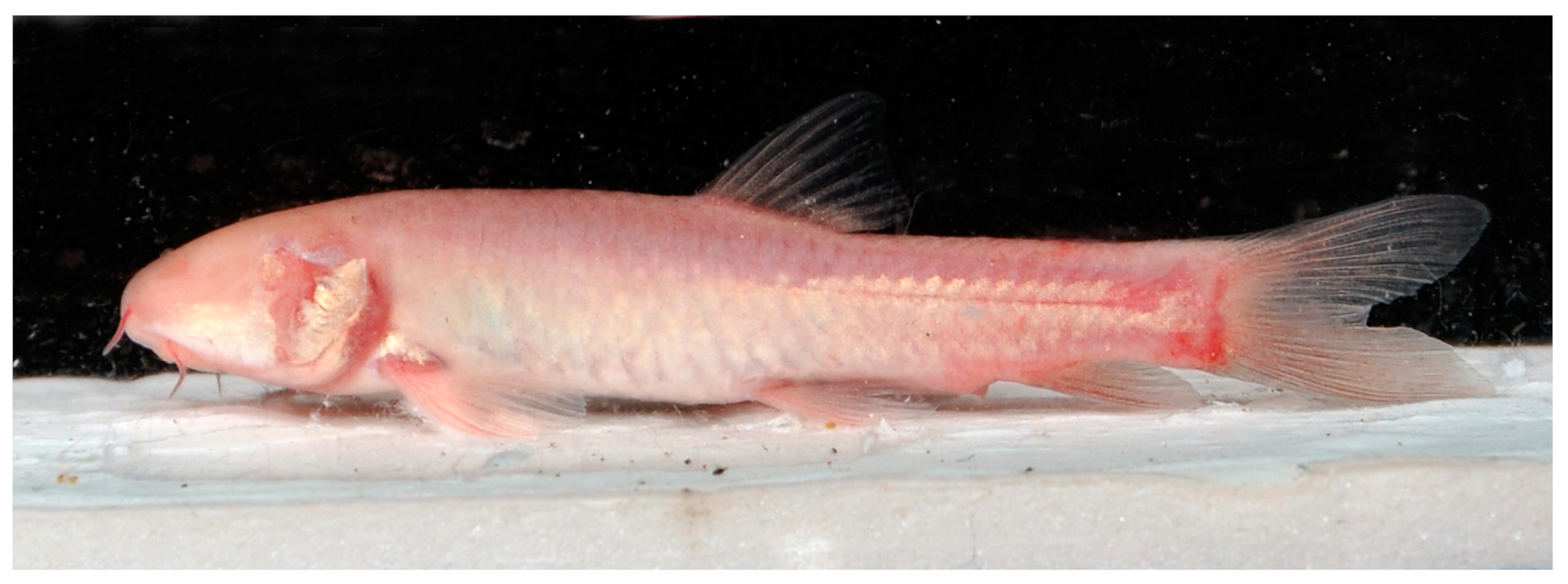 Fishes 09 00243 g001