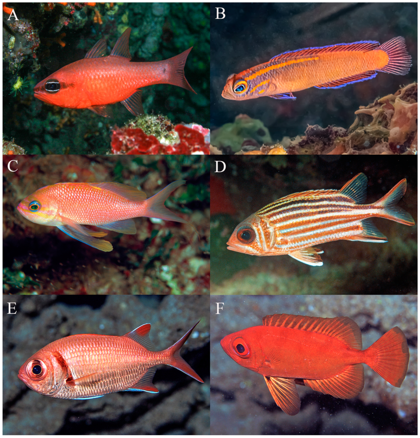 Fishes 09 00243 g006