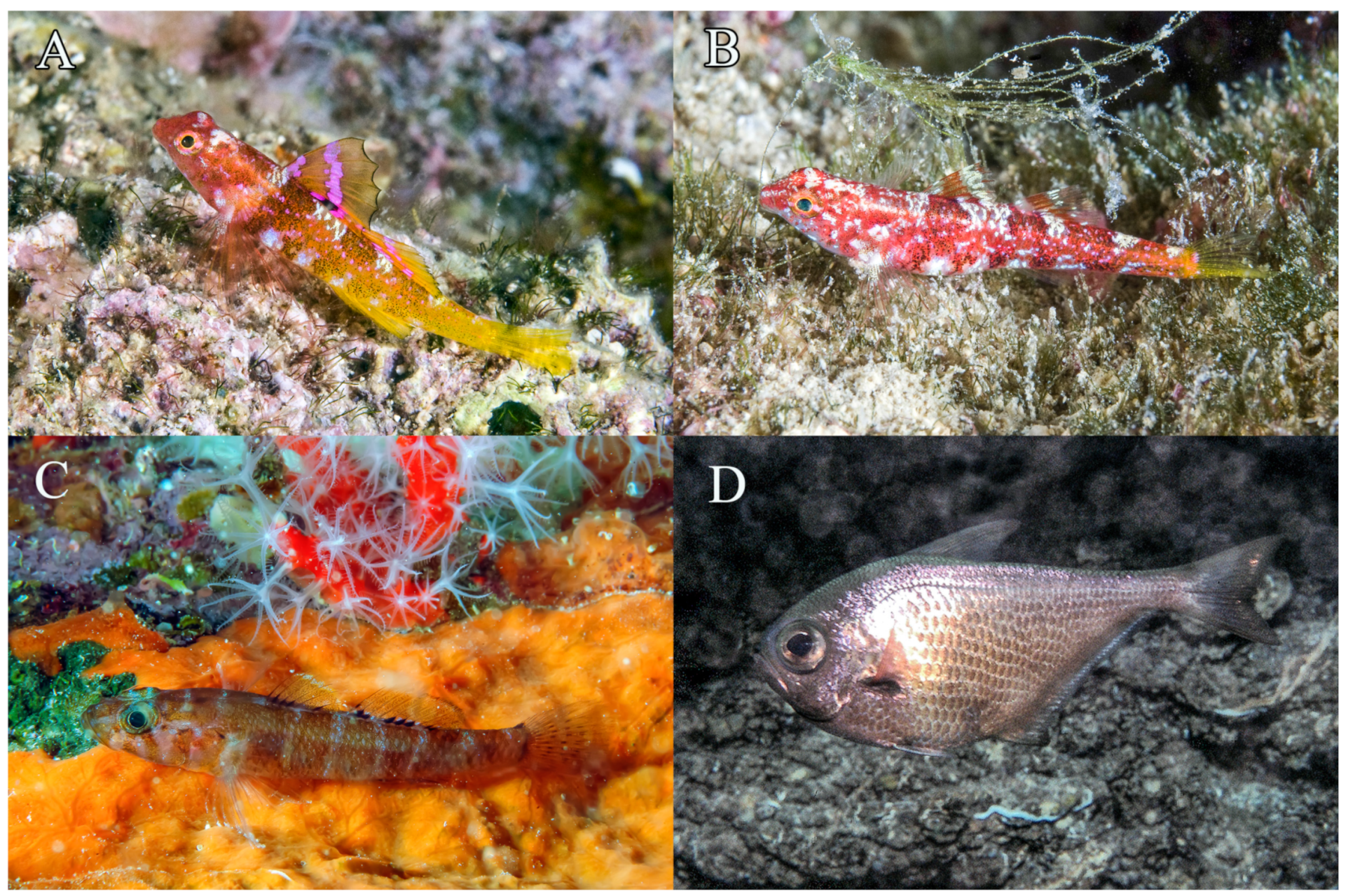 Fishes 09 00243 g007