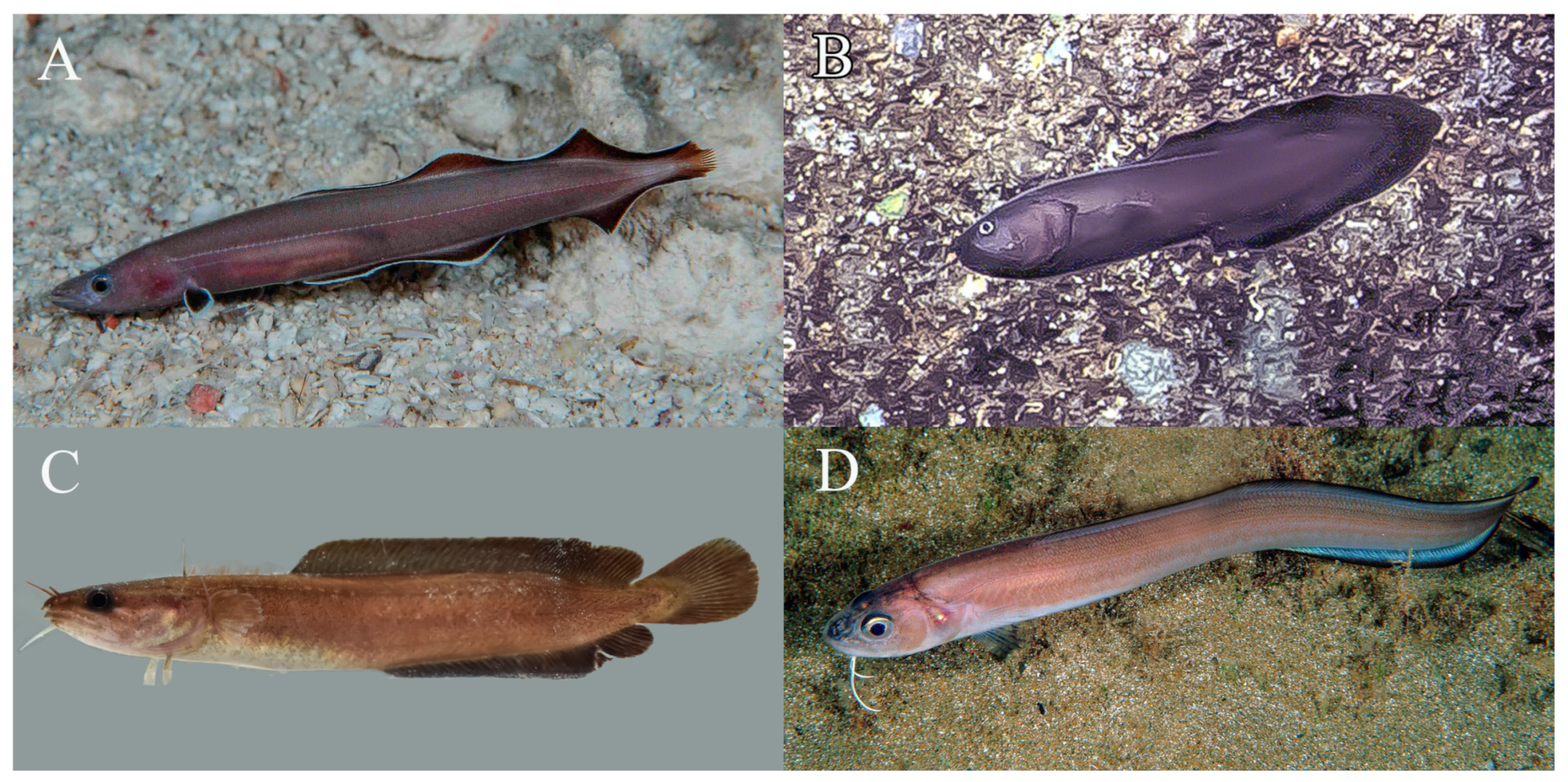 Fishes 09 00243 g009