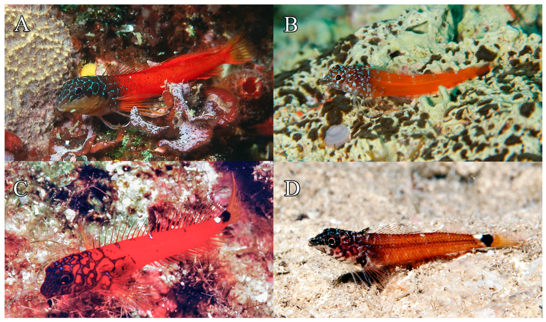 Fishes 09 00243 g010