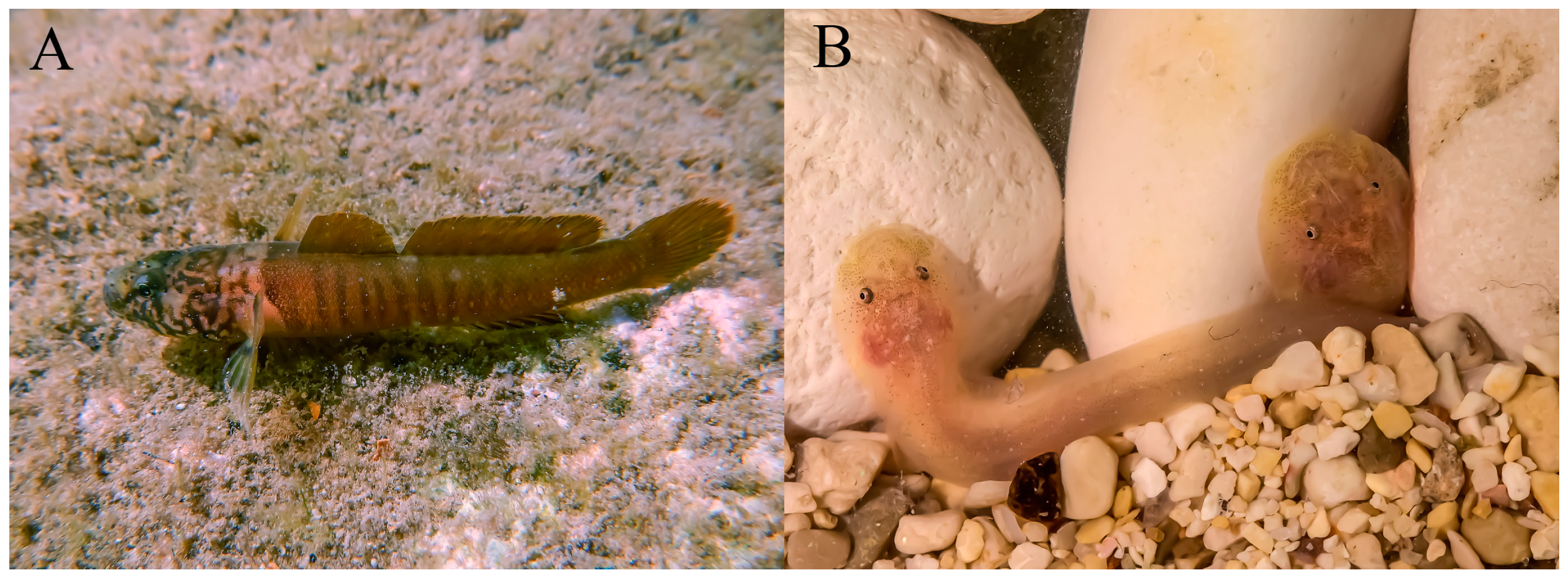 Fishes 09 00243 g014