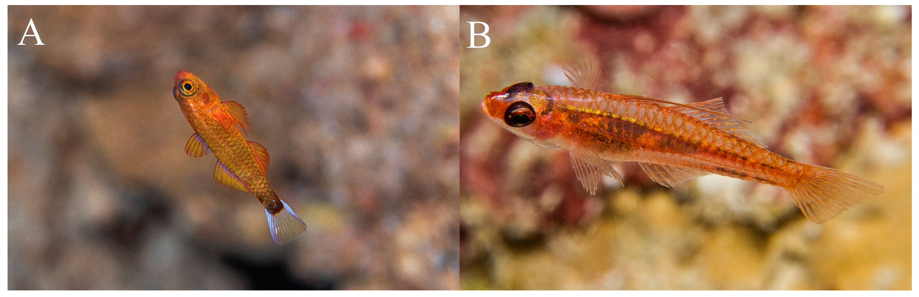 Fishes 09 00243 g015