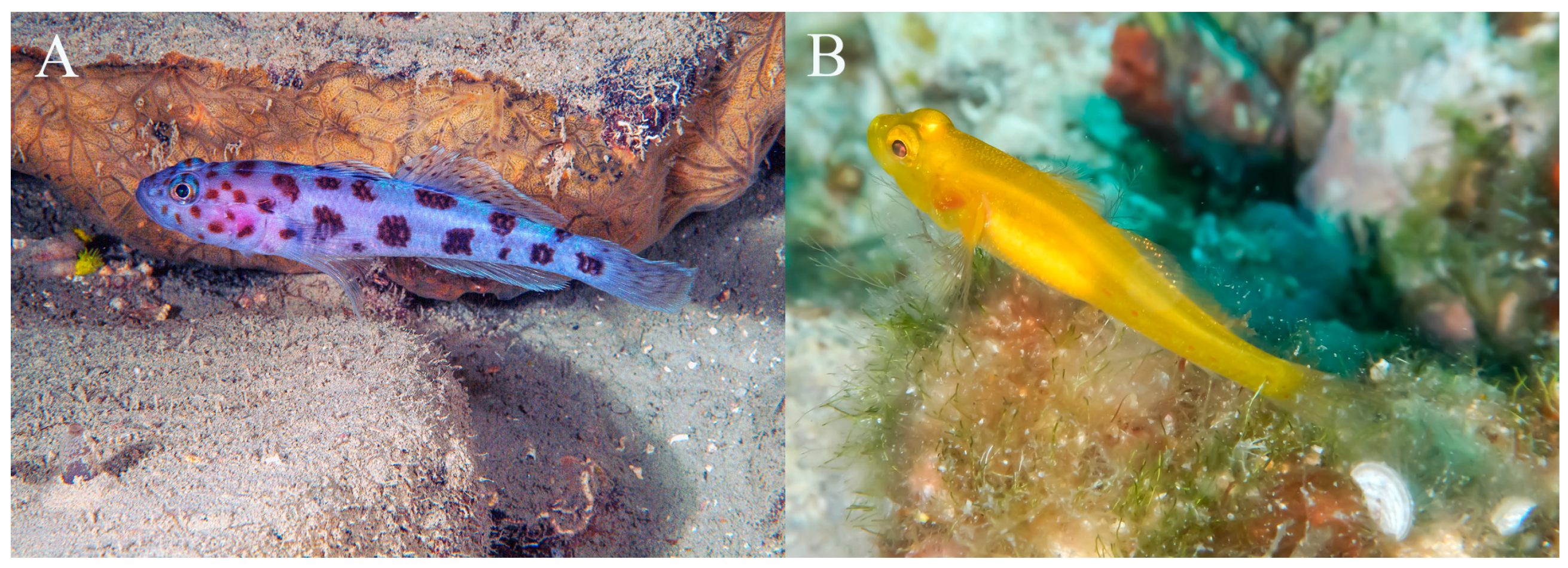 Fishes 09 00243 g016