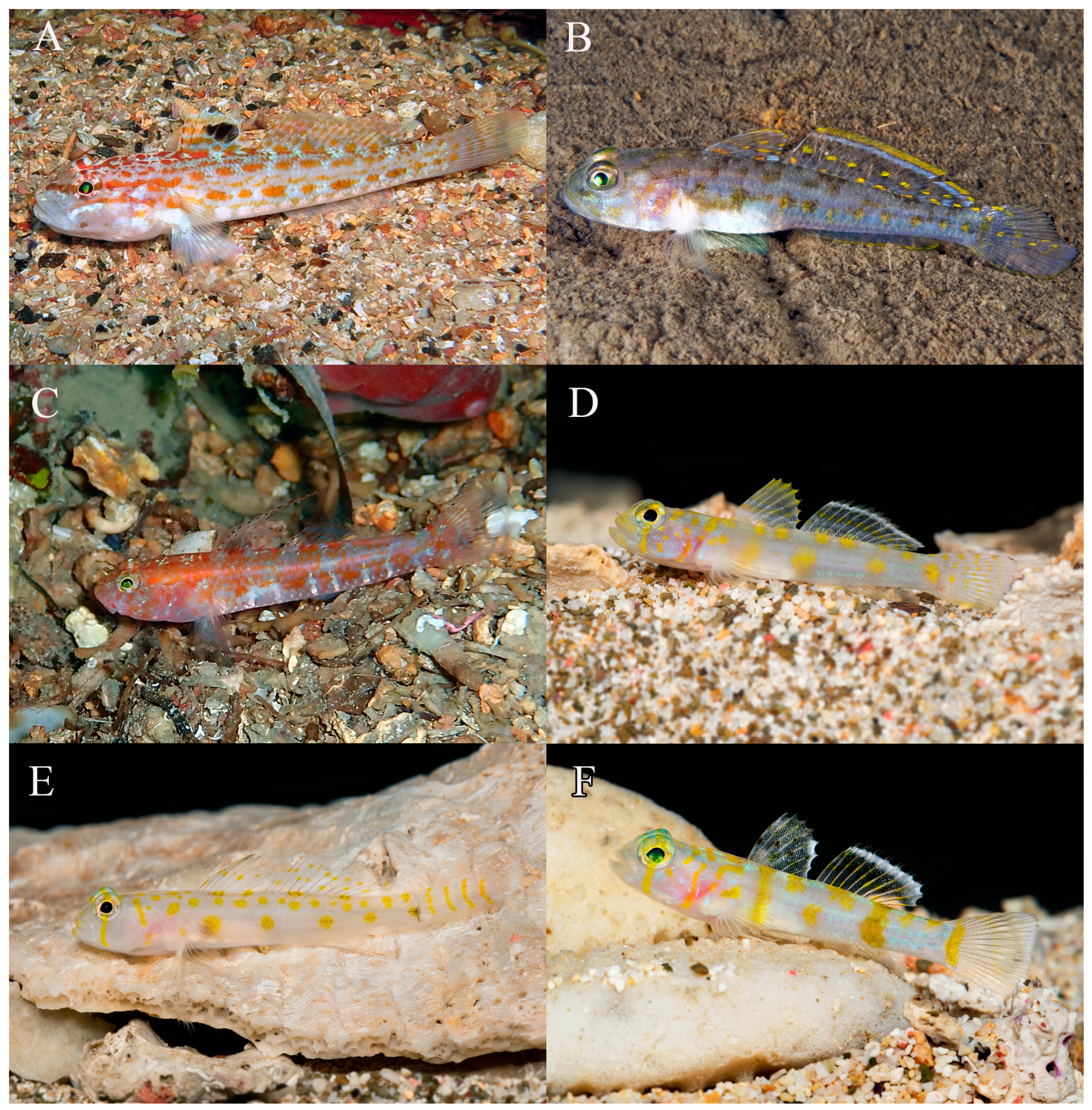 Fishes 09 00243 g018