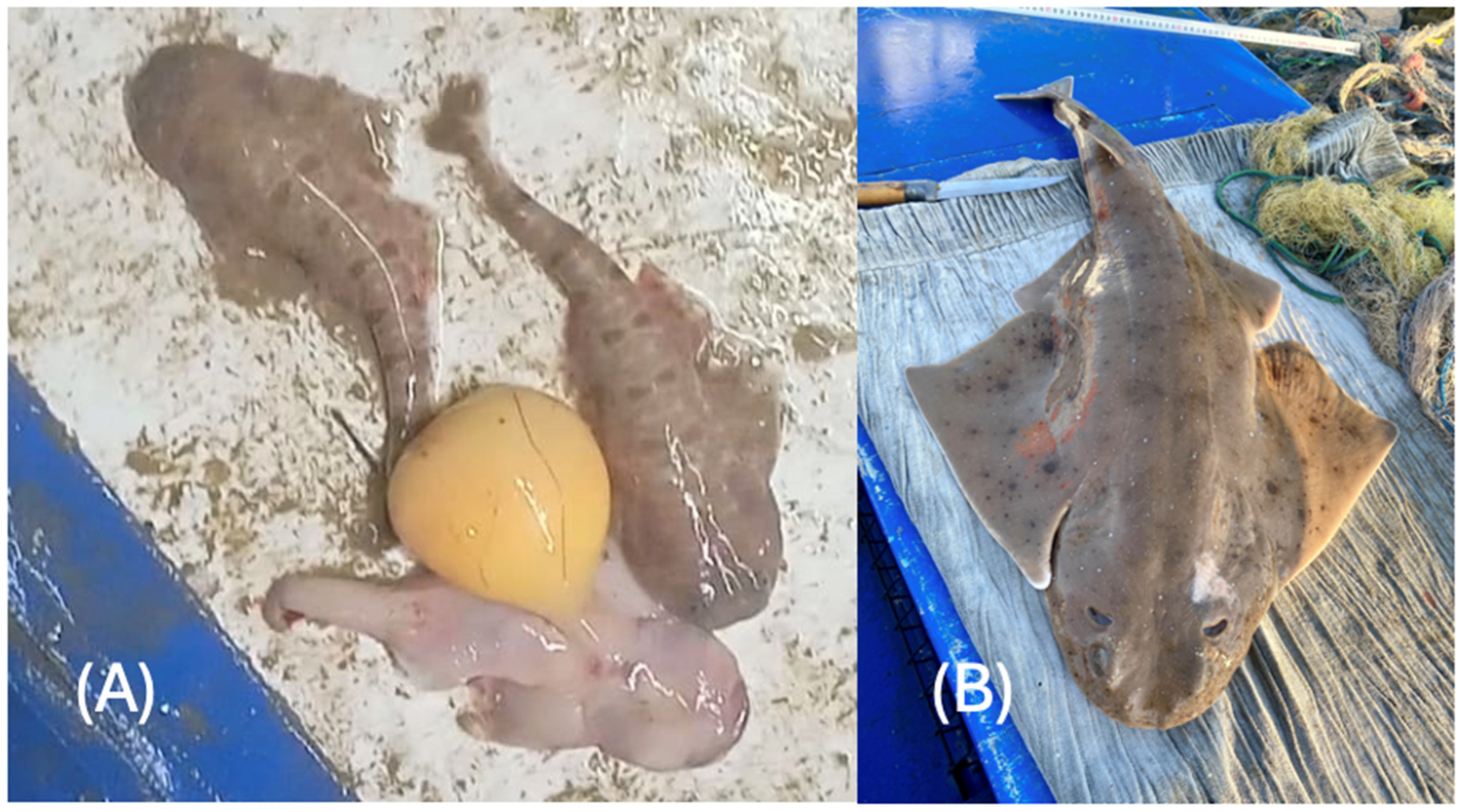 Fishes 09 00270 g004