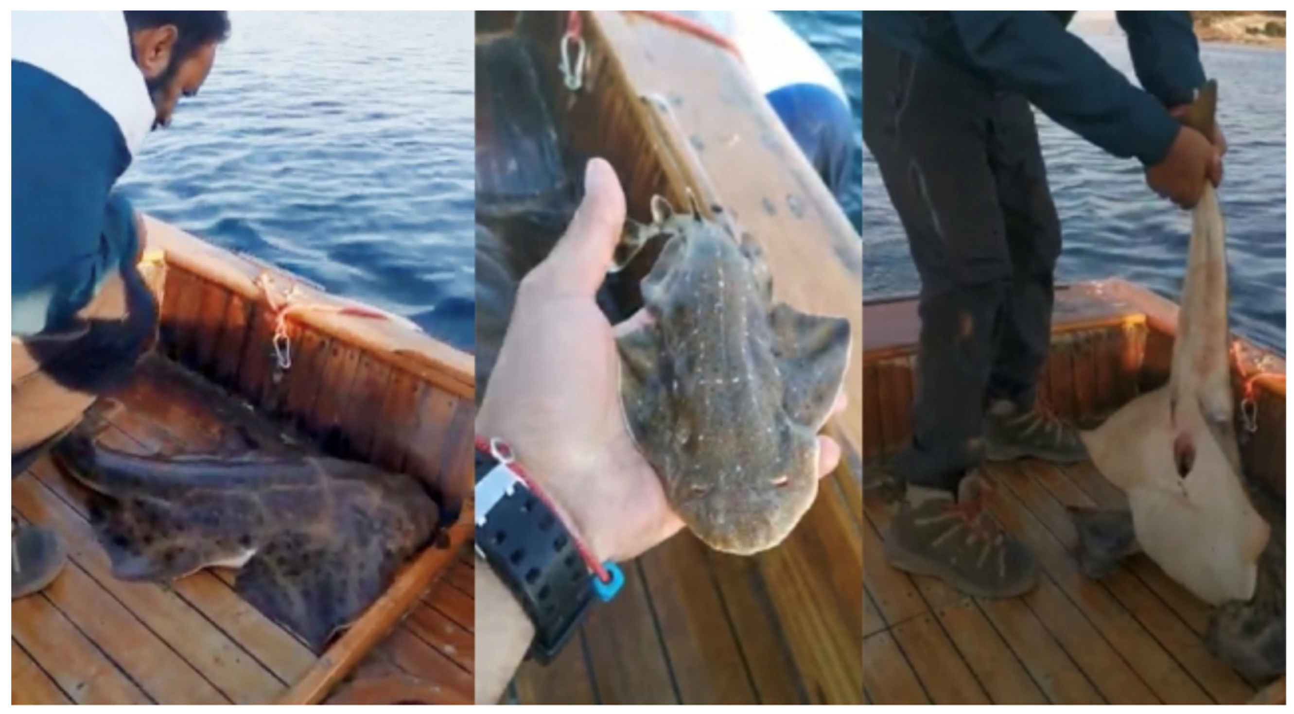 Fishes 09 00270 g005