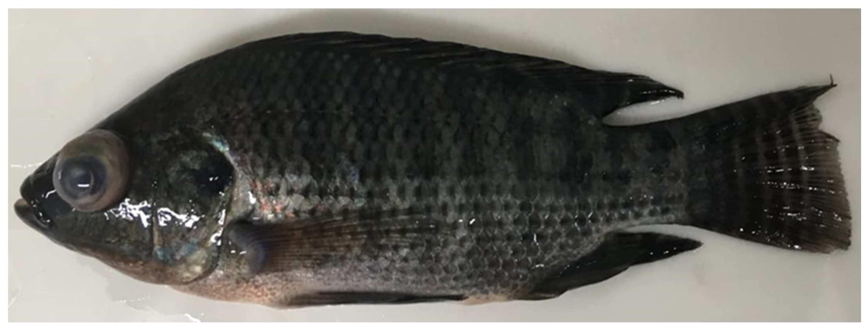 Fishes 09 00279 g001 Fishes 09 00279 g001