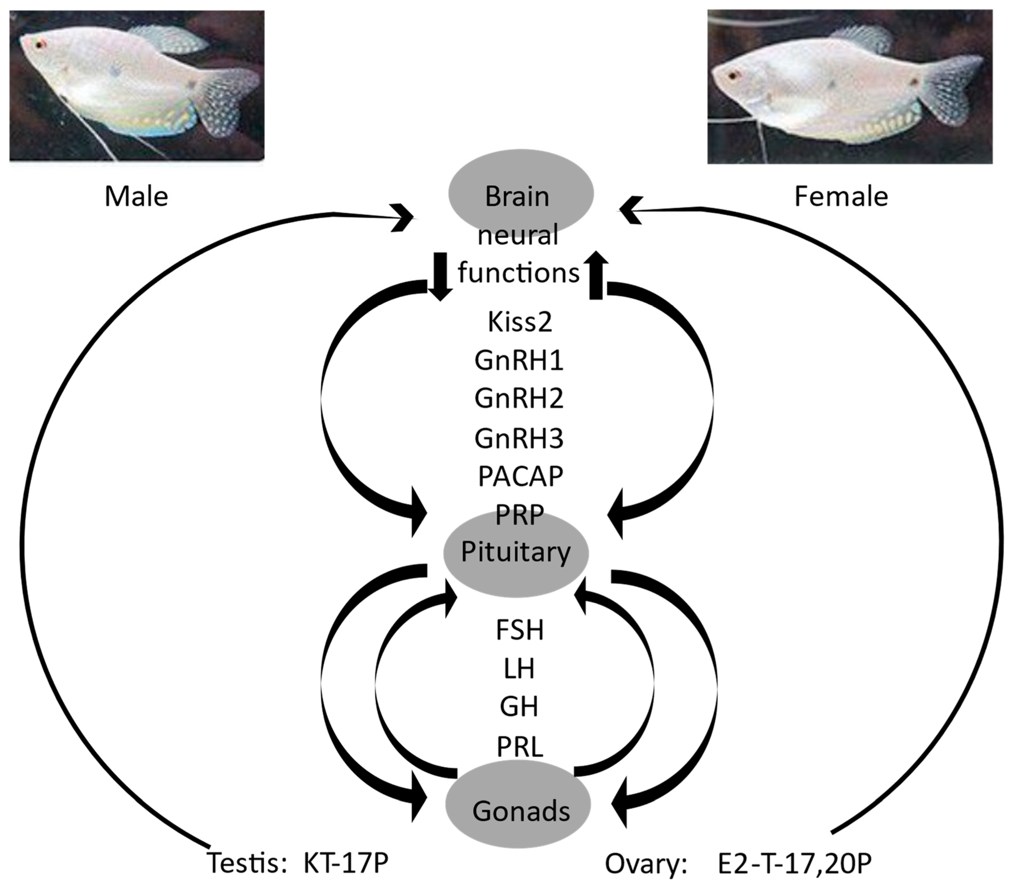 Fishes 09 00287 g005