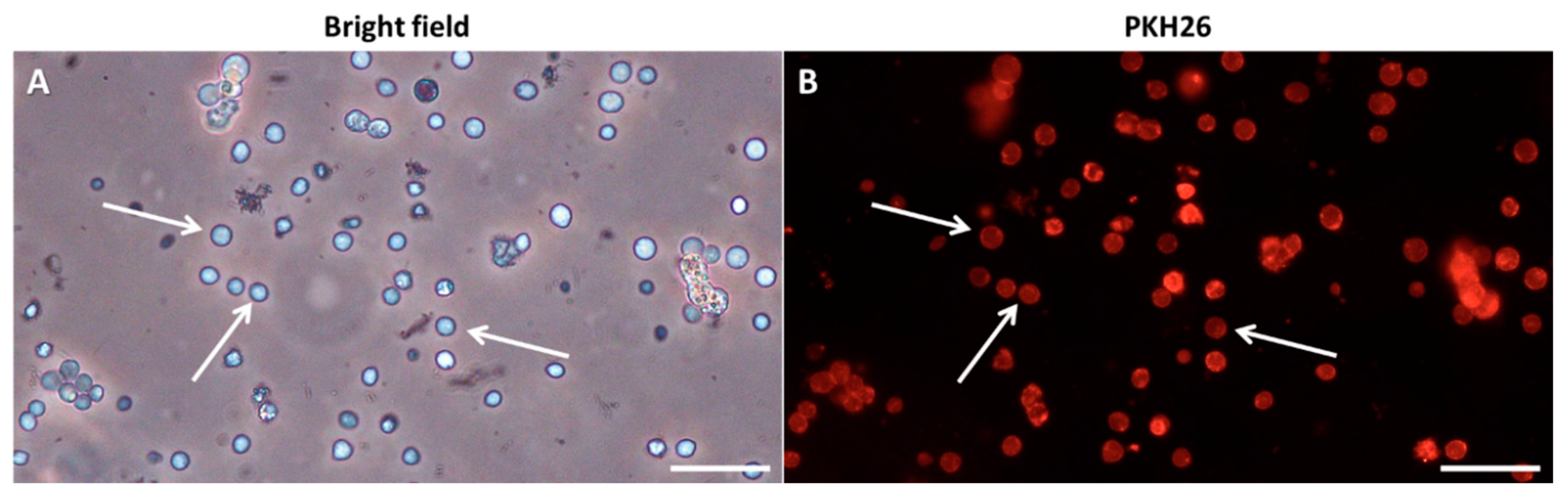 Fishes 09 00290 g002