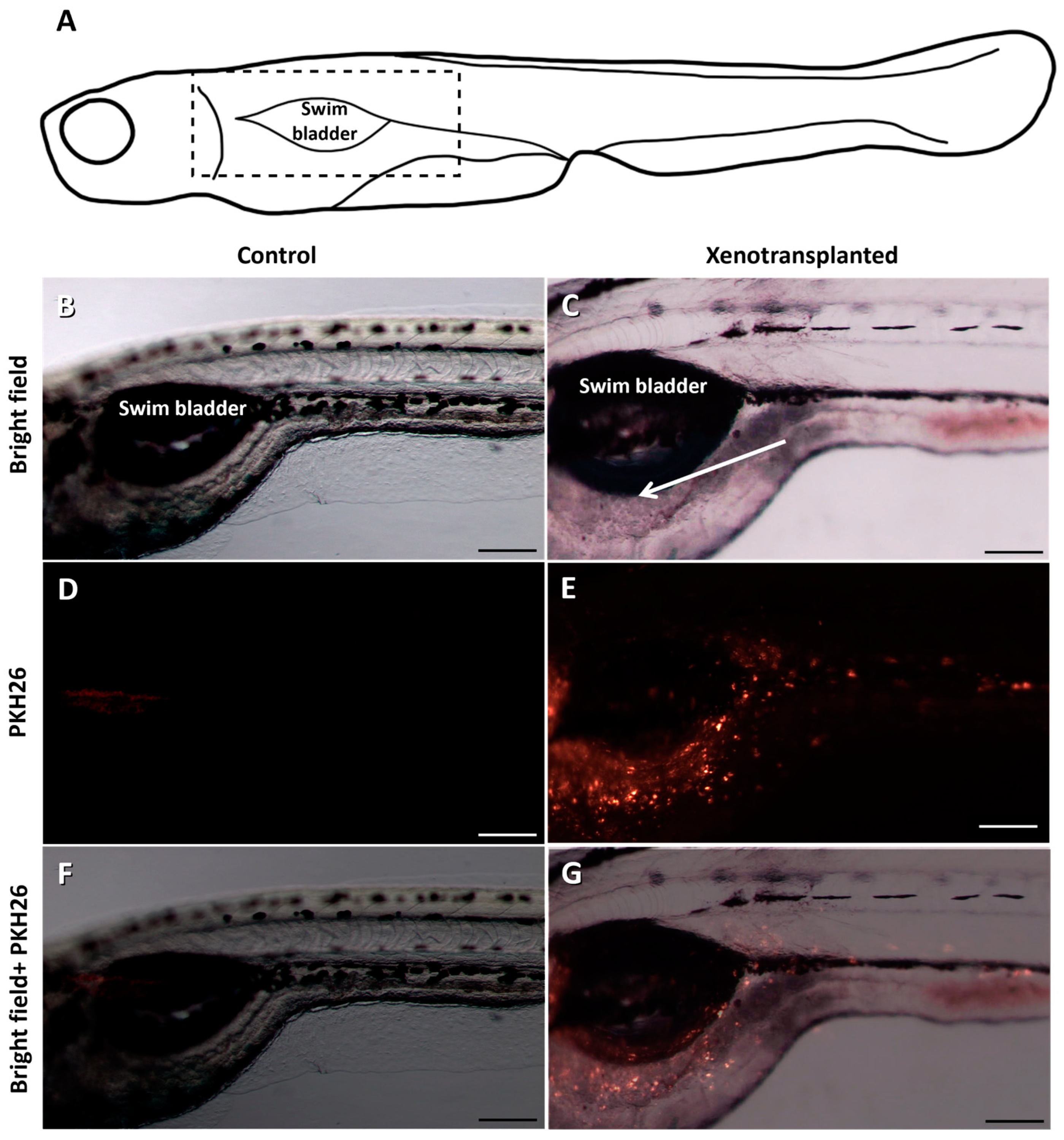 Fishes 09 00290 g005