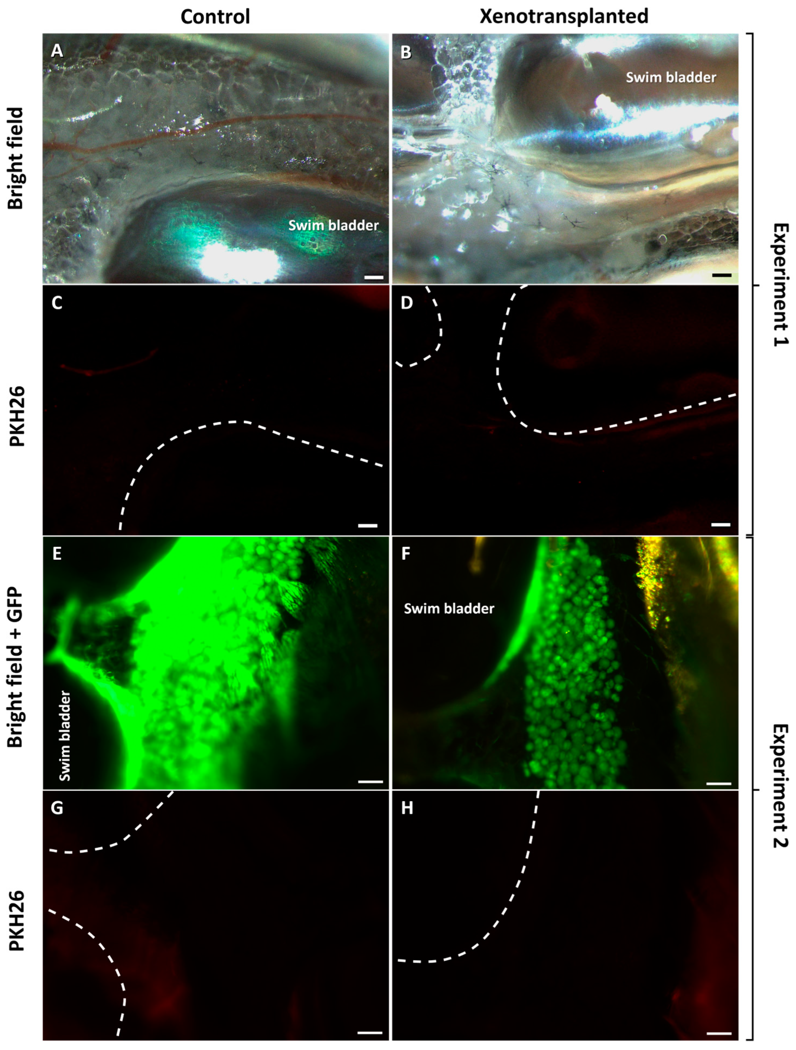 Fishes 09 00290 g006