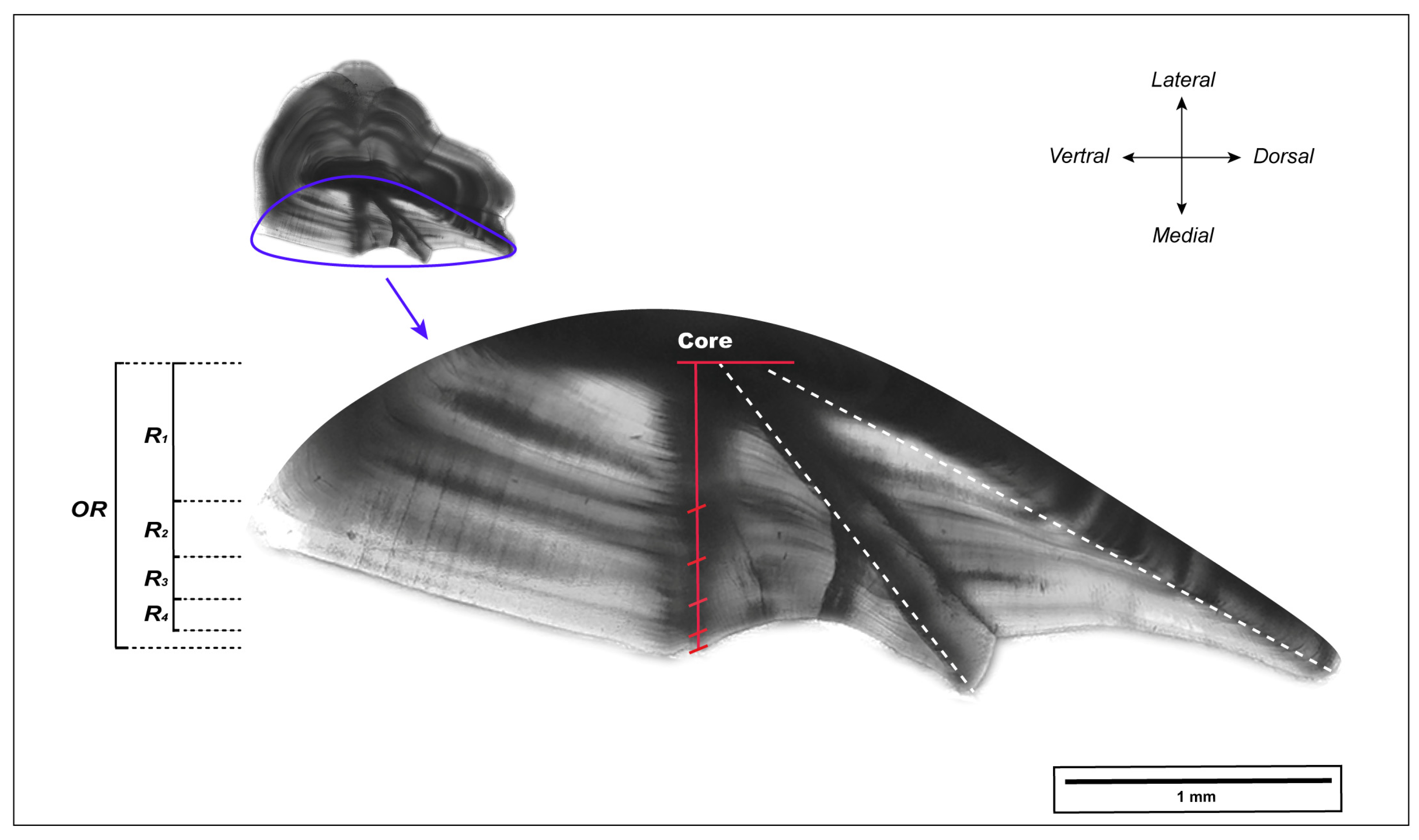 Fishes 09 00367 g002