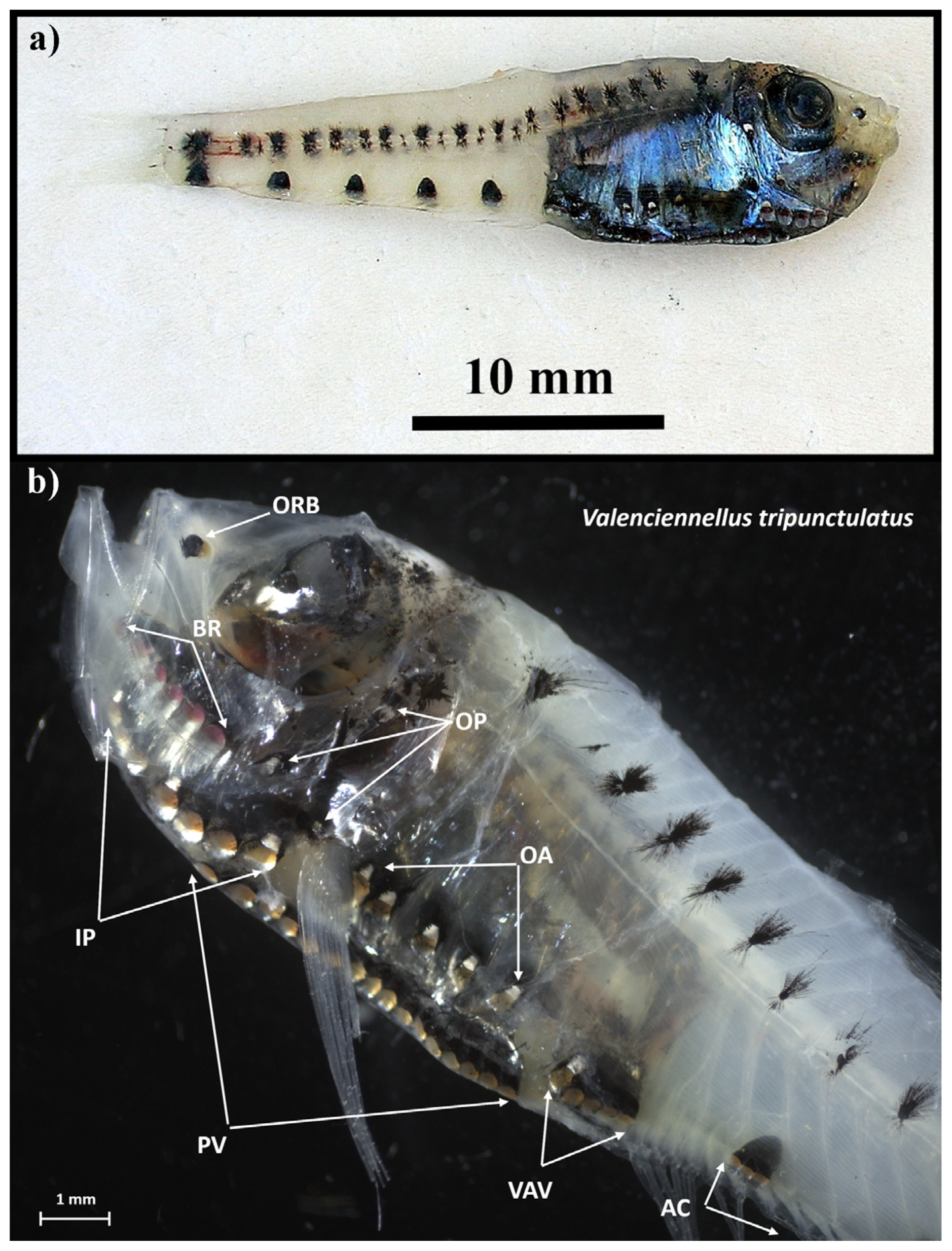 Fishes 09 00397 g001