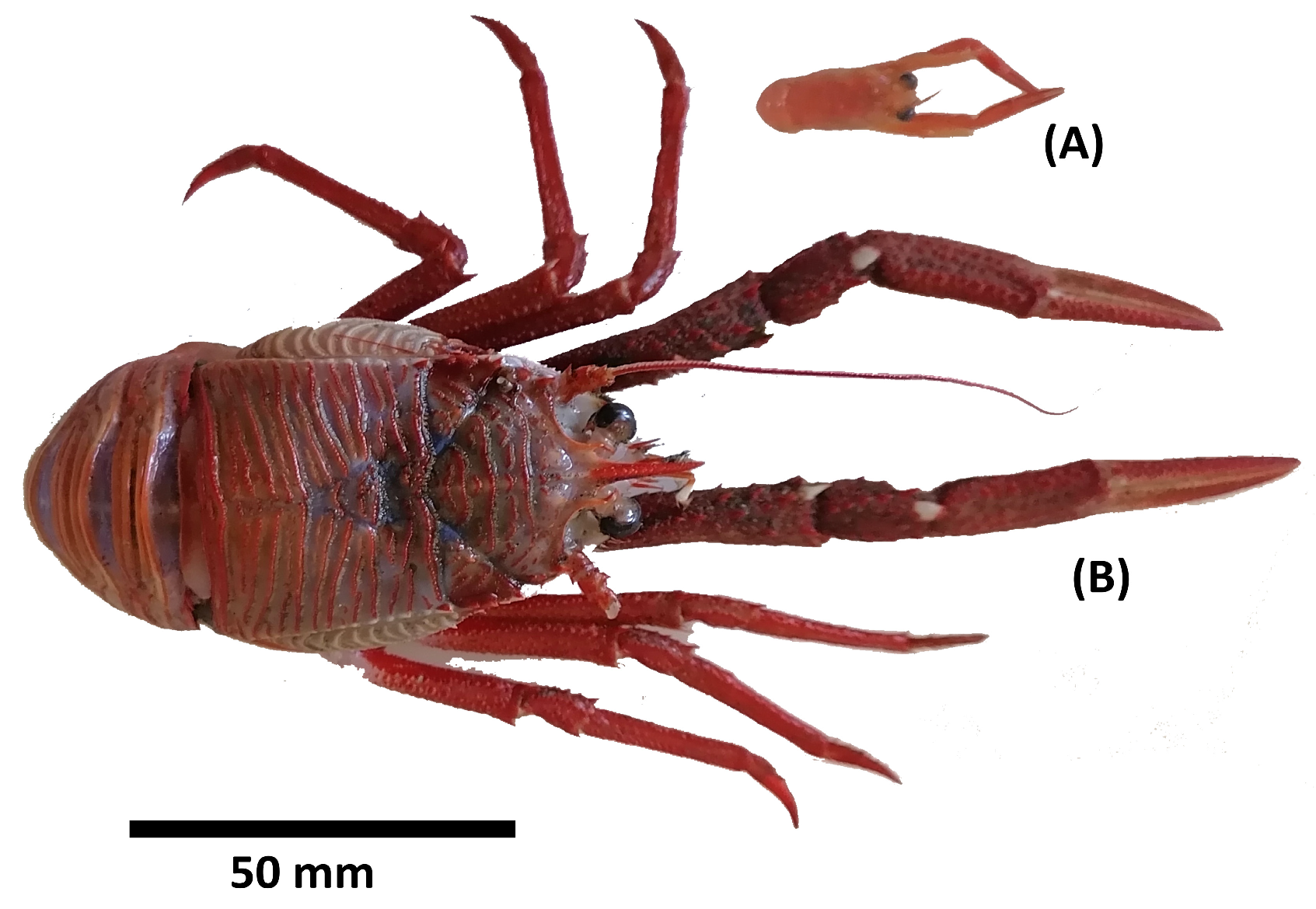 Fishes 09 00445 g002 Fishes 09 00445 g002