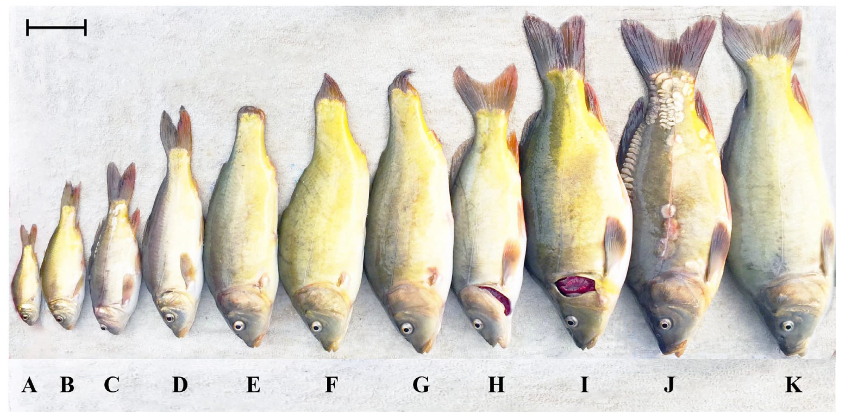 Fishes 09 00448 g003