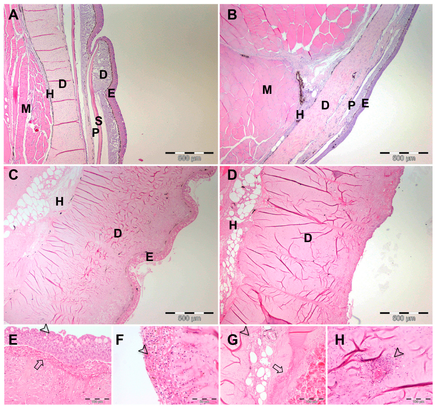 Fishes 09 00462 g005