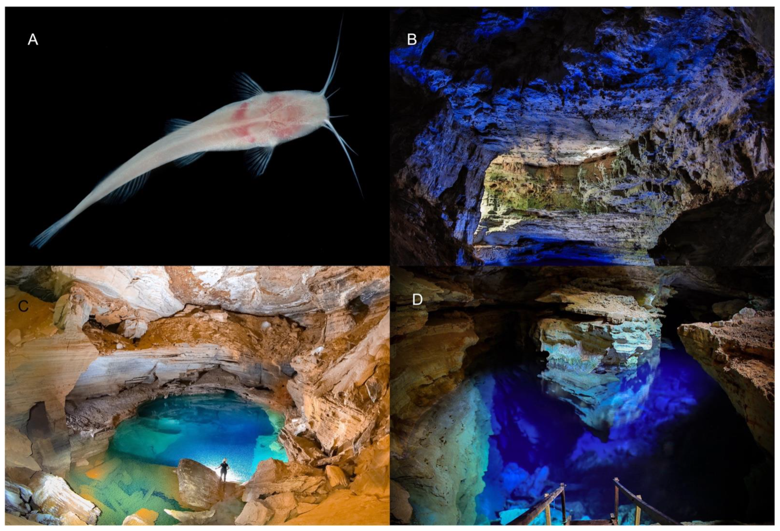 Fishes 09 00494 g002