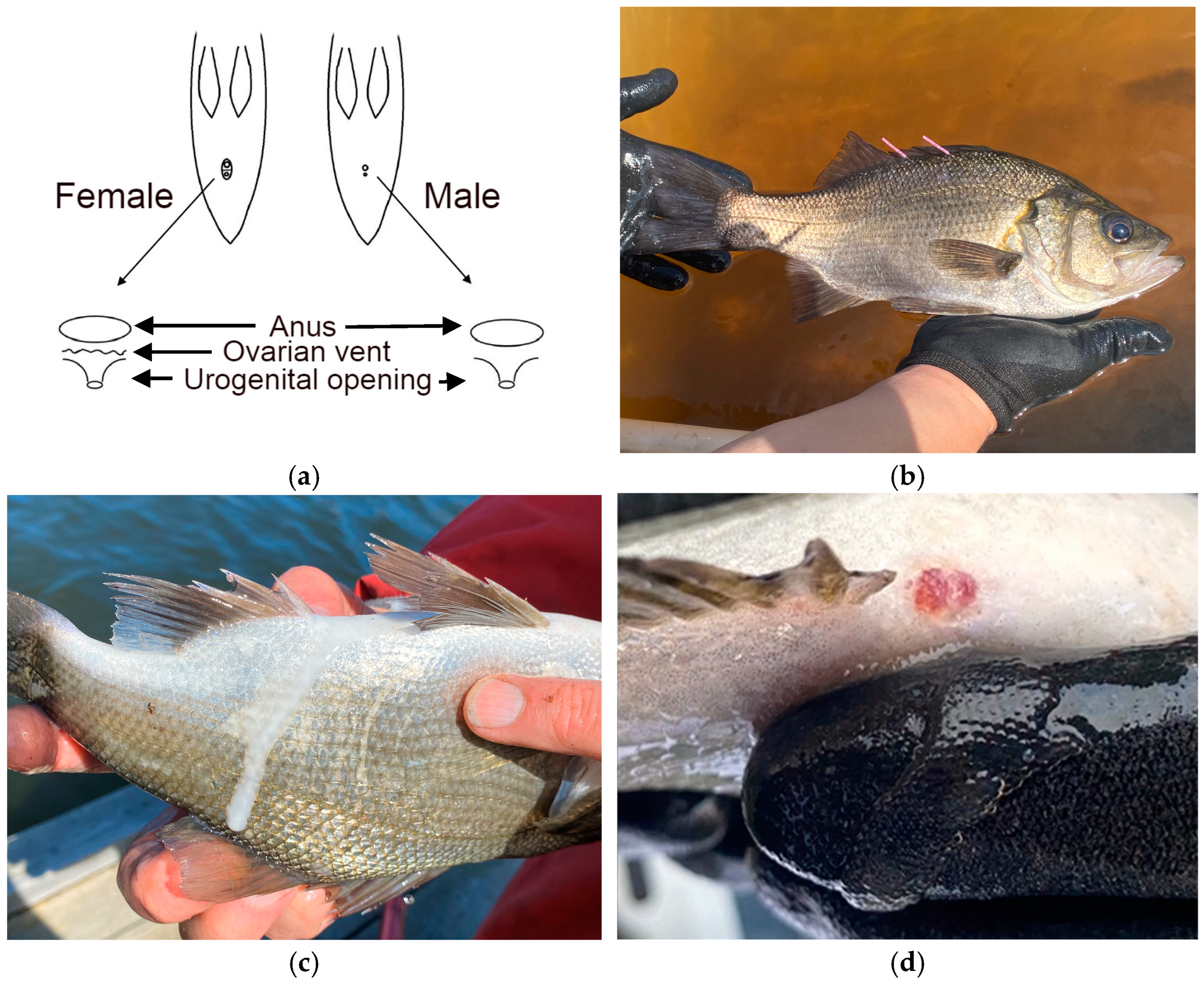 Fishes 10 00031 g003