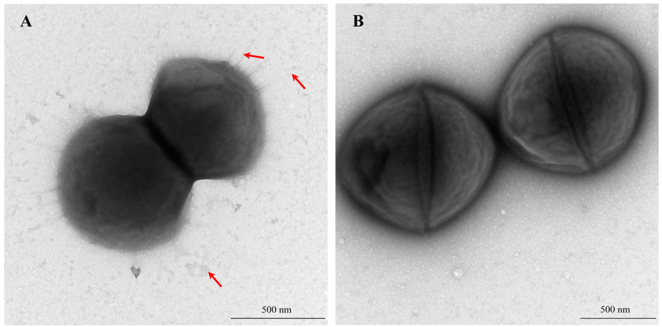 Fishes 10 00086 g004