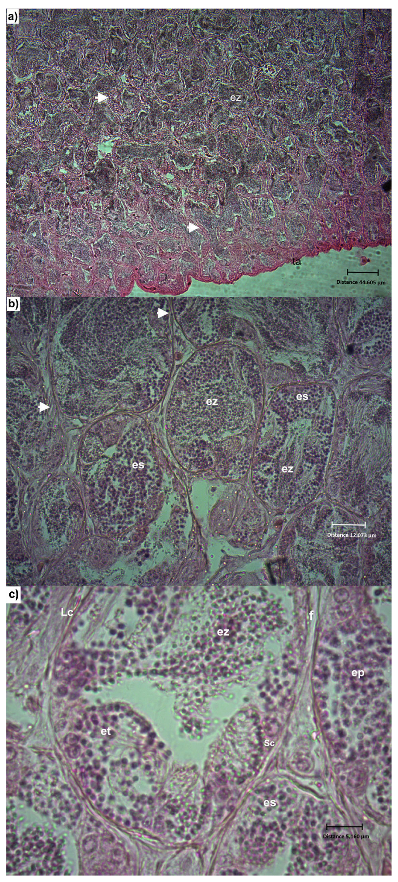 Fishes 10 00094 g005 Fishes 10 00094 g005