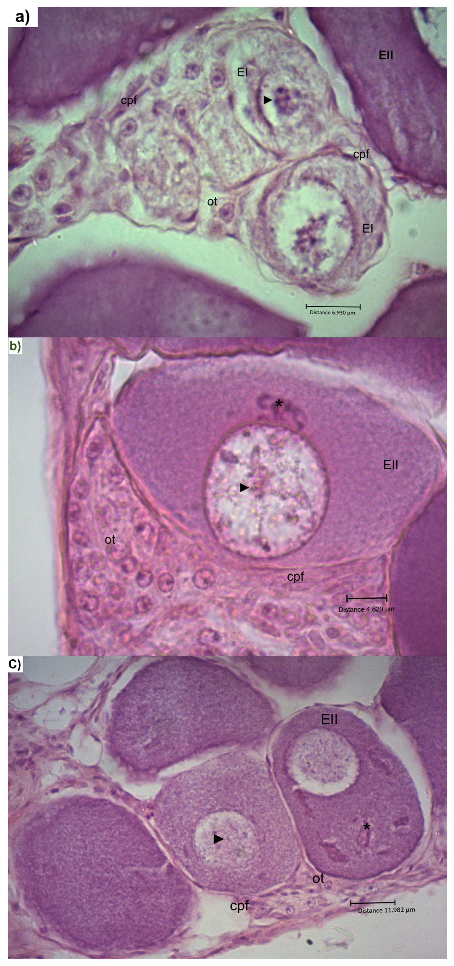 Fishes 10 00094 g006 Fishes 10 00094 g006