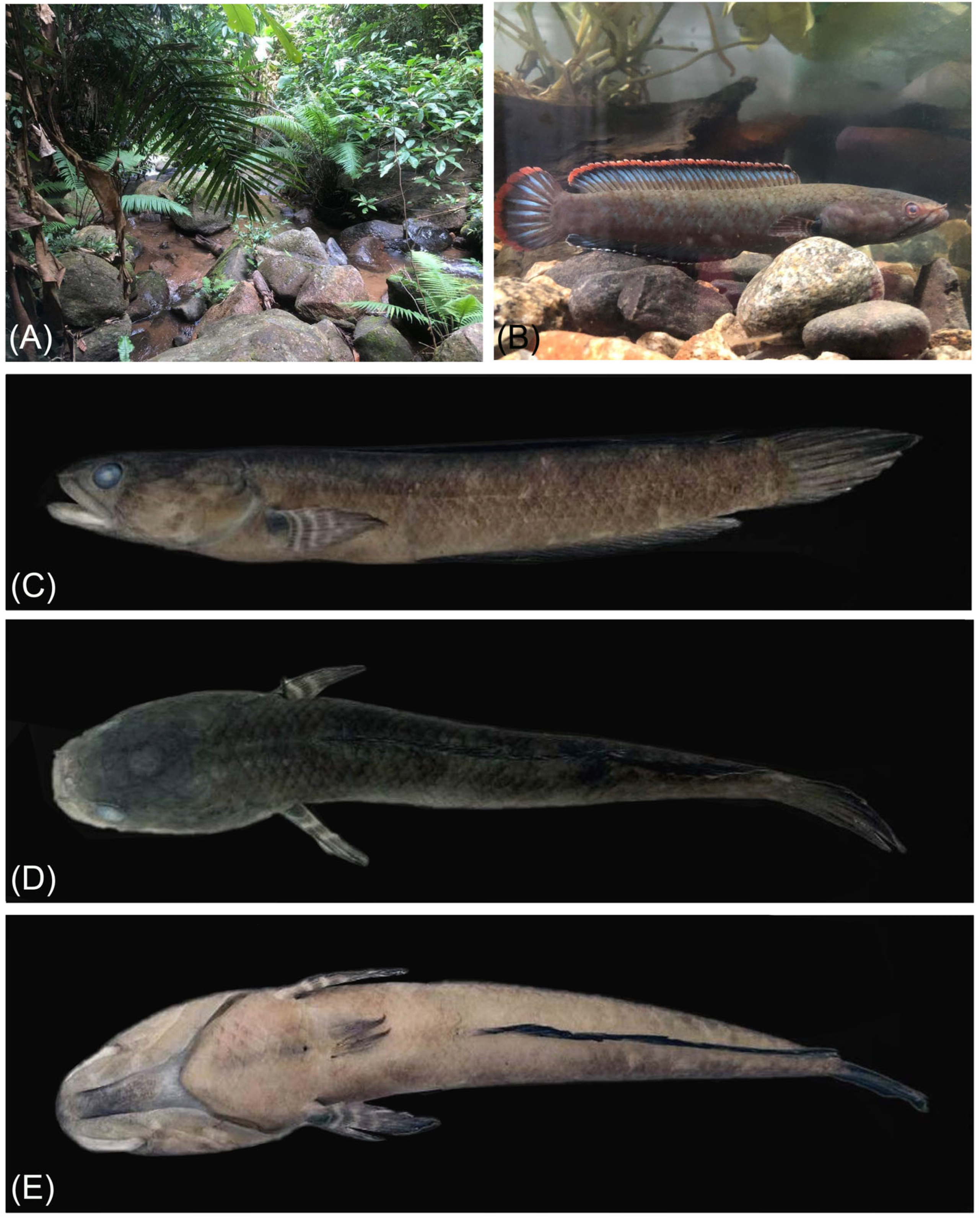 Fishes 10 00100 g002