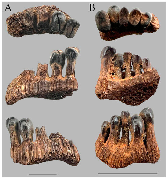 Fishes 10 00101 g003