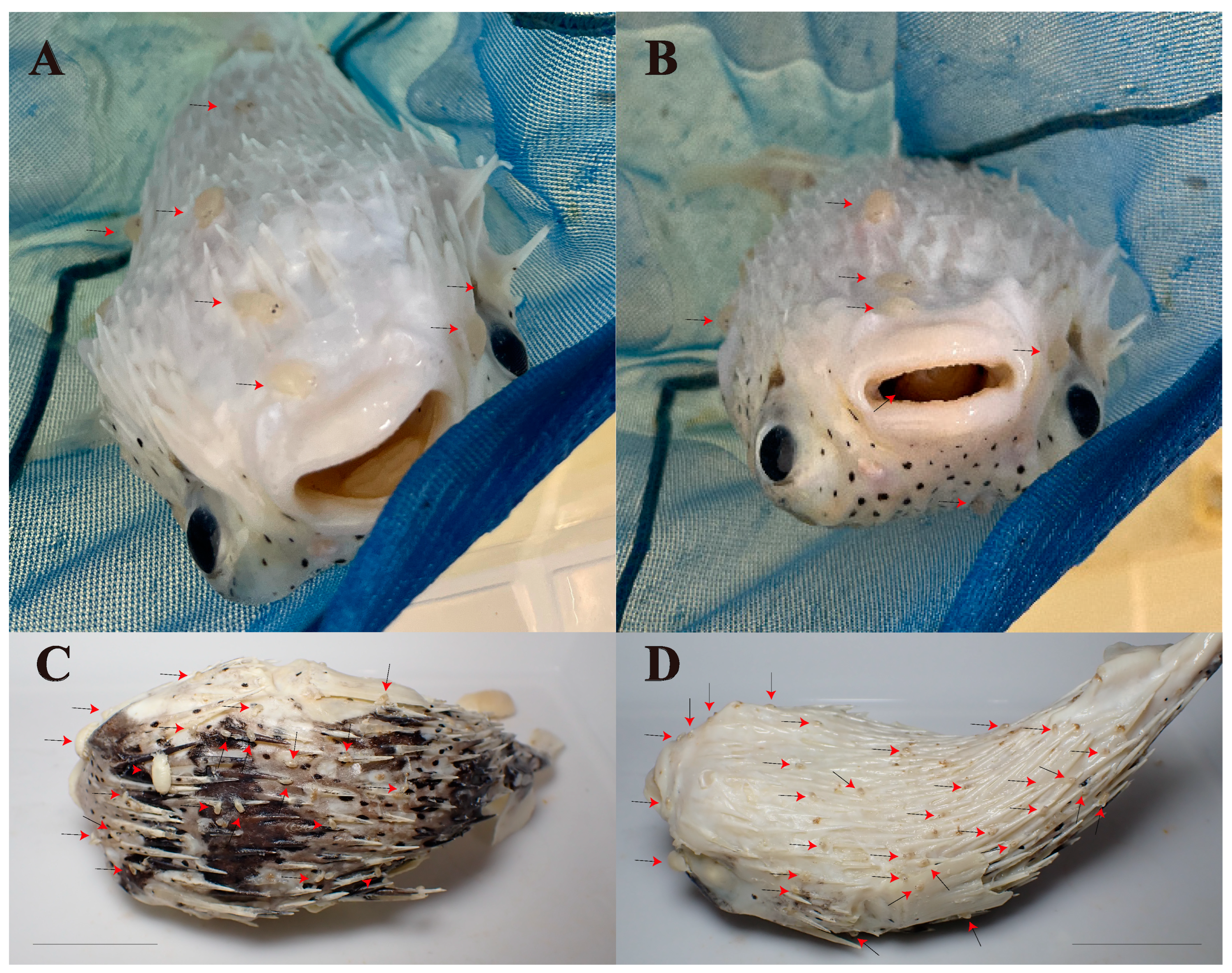 Fishes 10 00155 g001